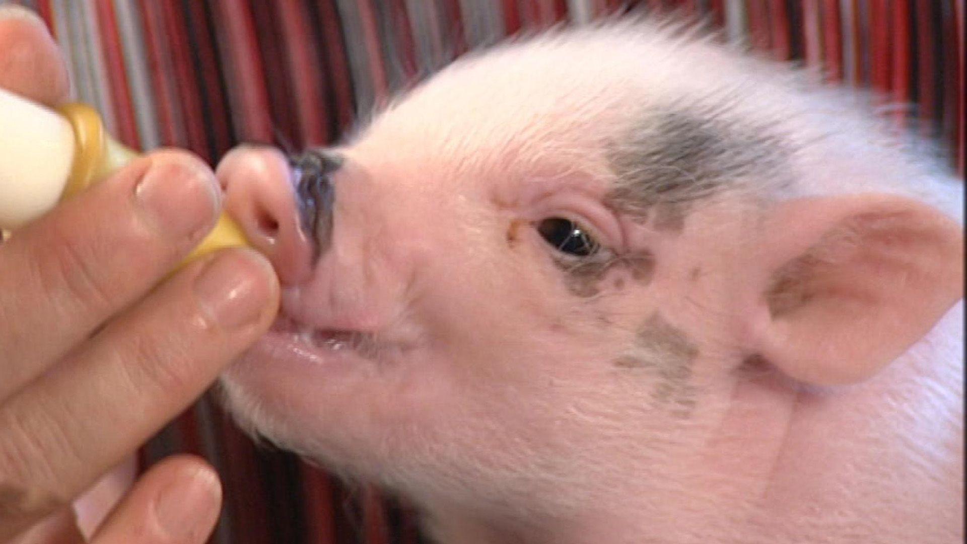 Drogenschwein "Camilla"