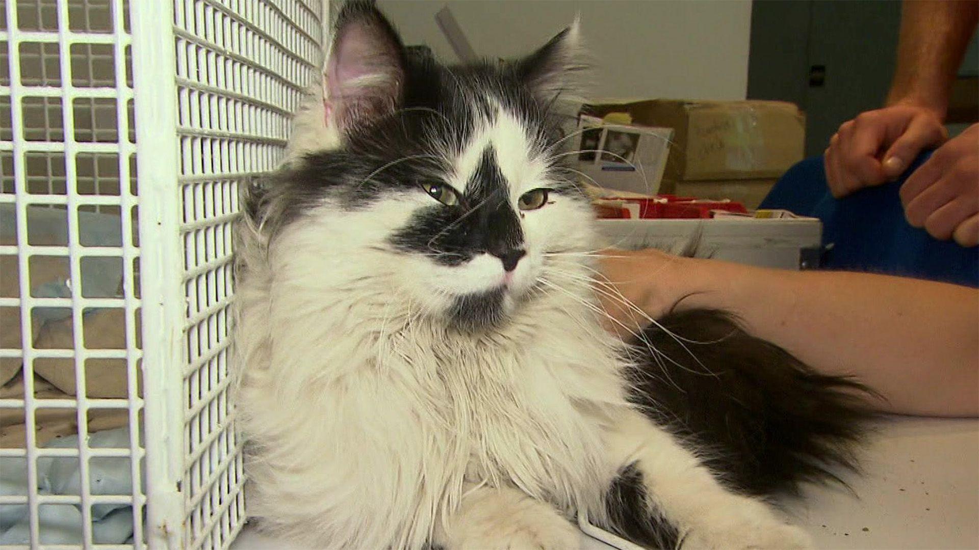Die Tierrettung München hilft einem herrenlosen Kater