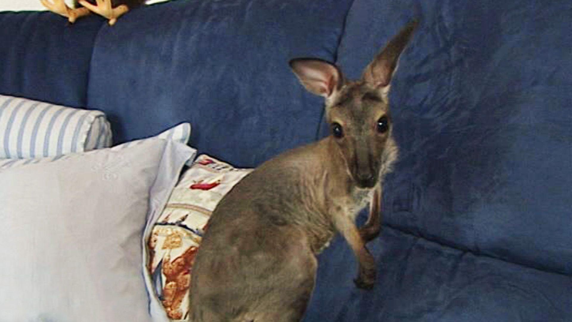 Kangaroo Küsschen