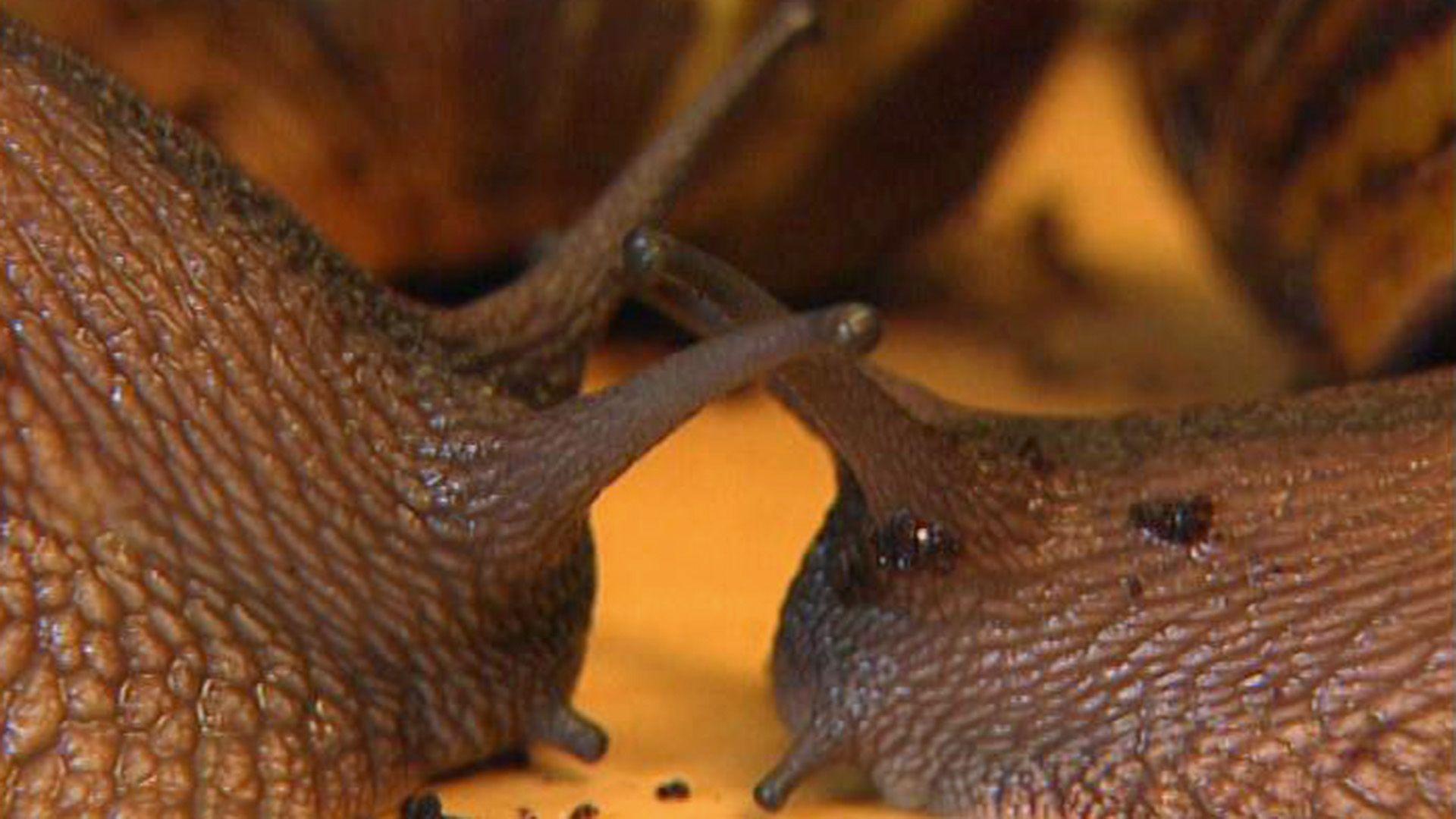 Vollbad für Riesenschnecken