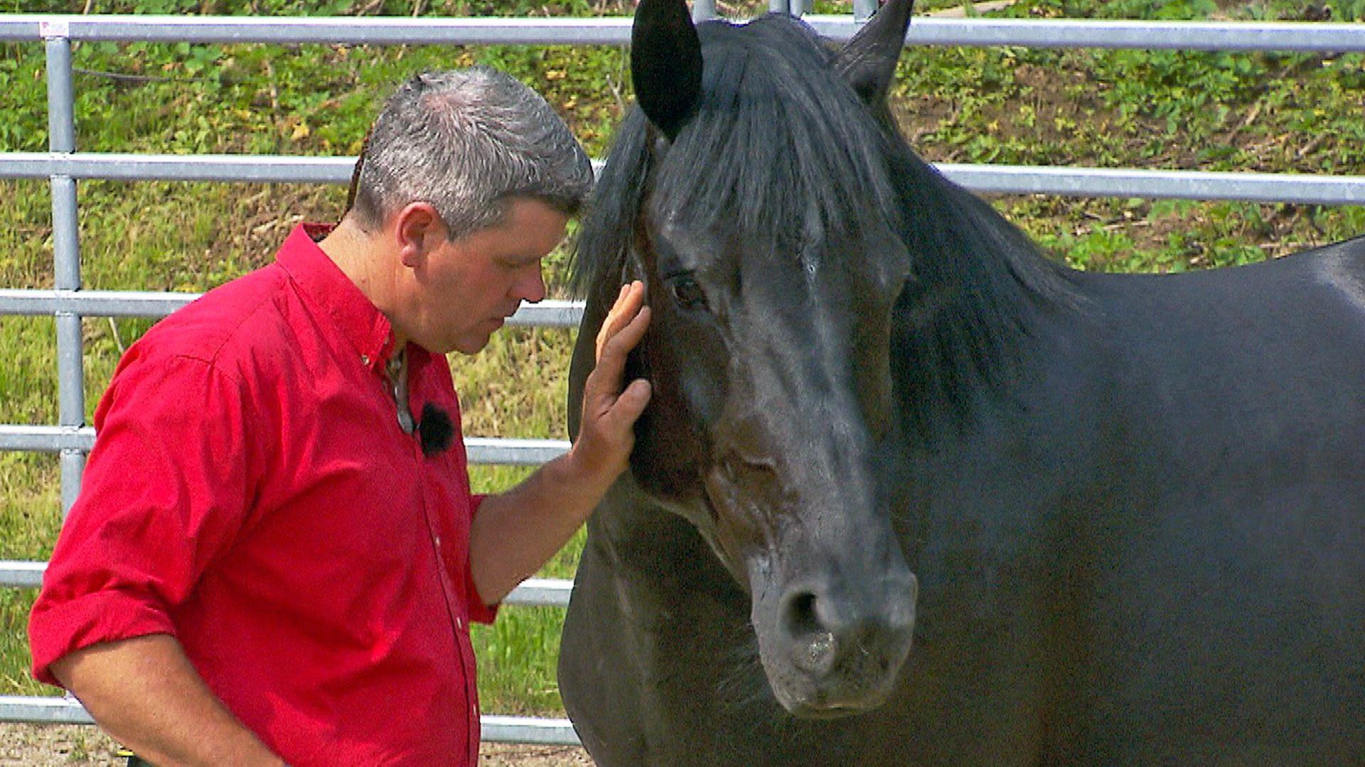 Heute u.a. mit: Warmblutstute "Babsi"