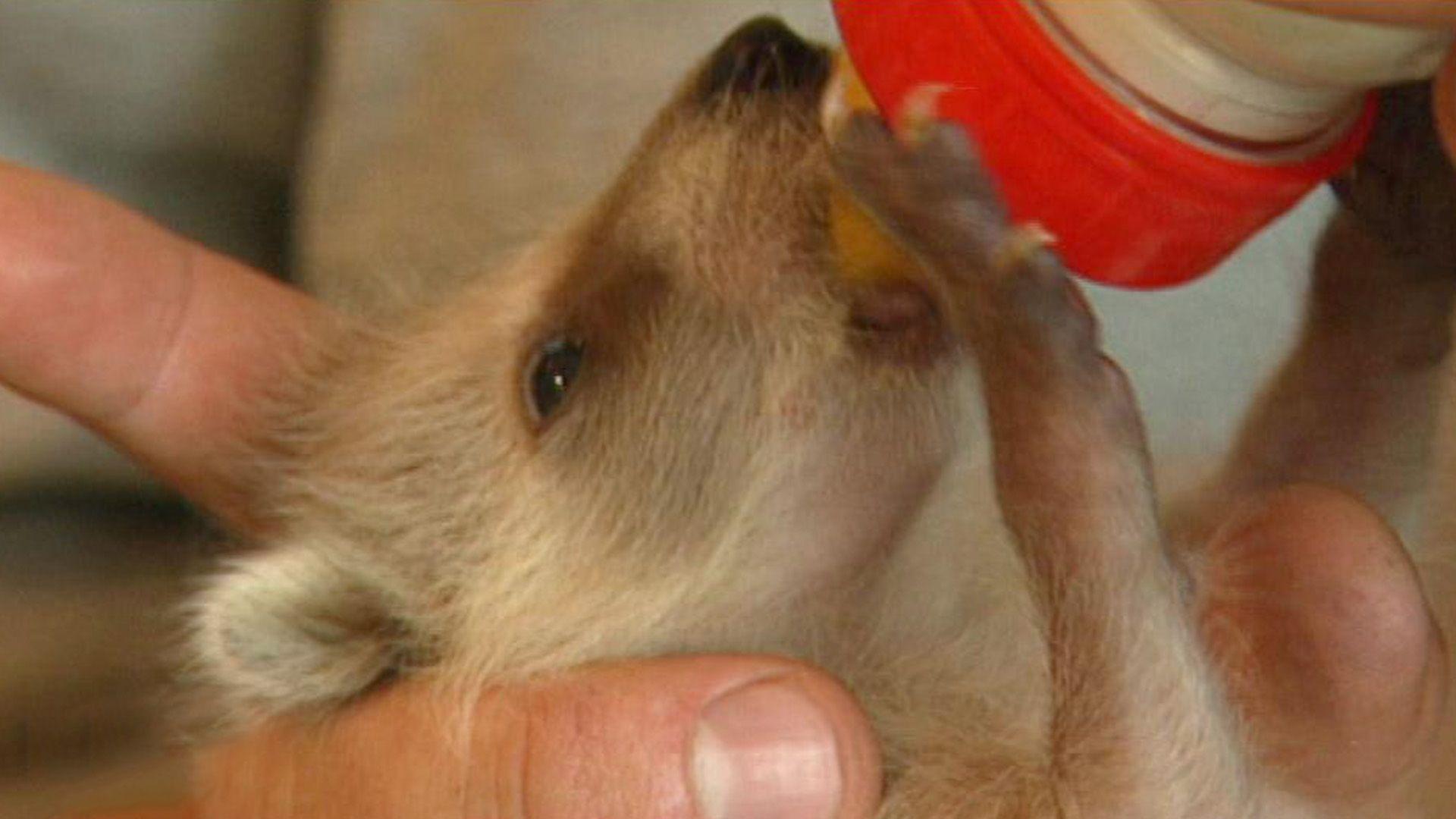 Kindergeburtstag mit Baby-Waschbär