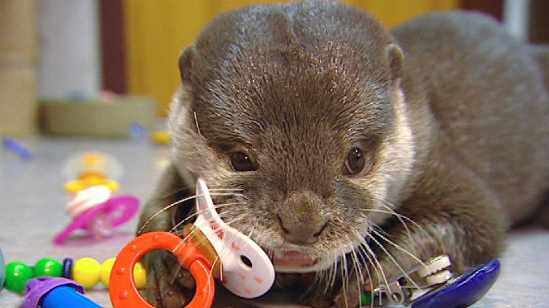Wiedersehen mit Otter Murphy