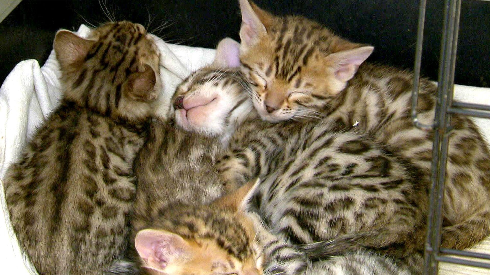 Impftermin für den Bengalkatzennachwuchs