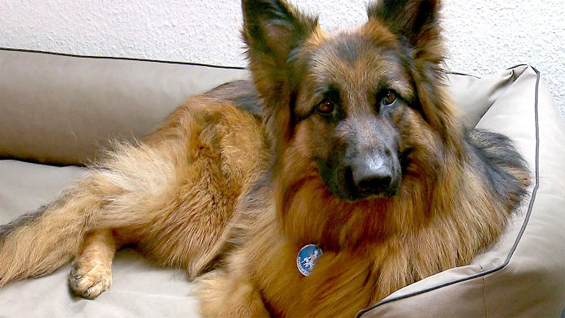 Blindenführhund Mo macht Probleme