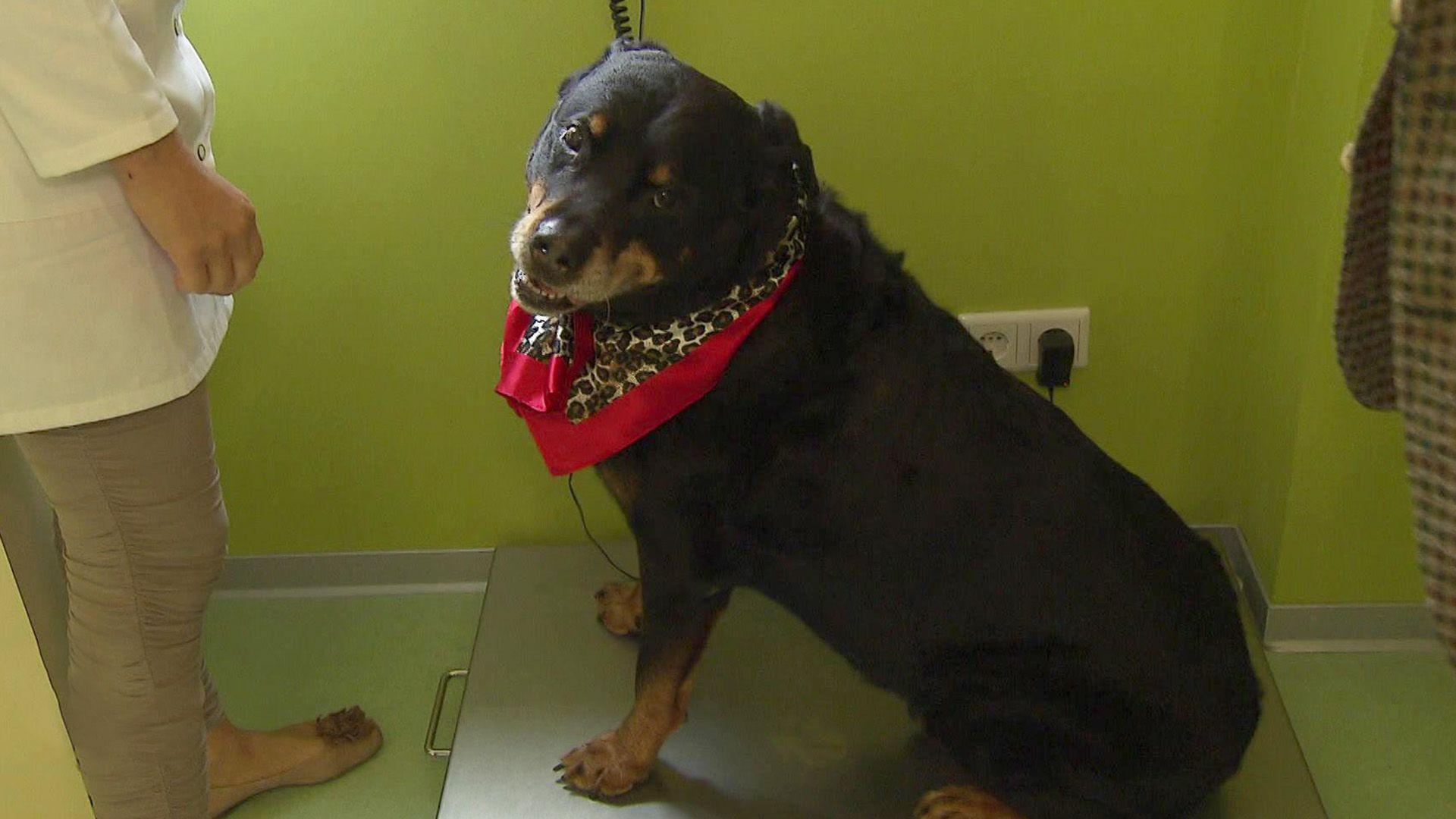 OP-Termin für Zeus Maximus