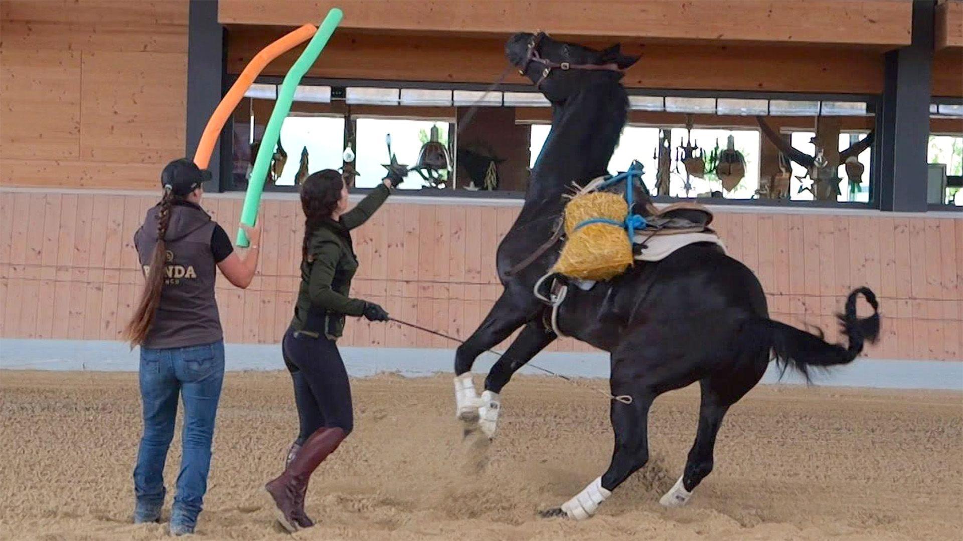 Theresas Pferd Fallada hat panische Angst vor Rindern.
