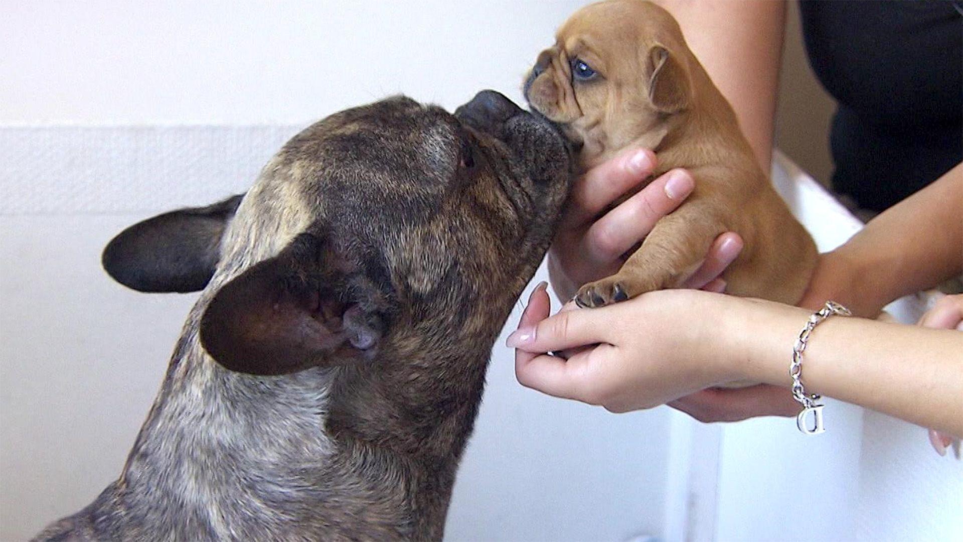 Thema heute u.a.: Kaiserschnitt bei Bulldogge "Bella"