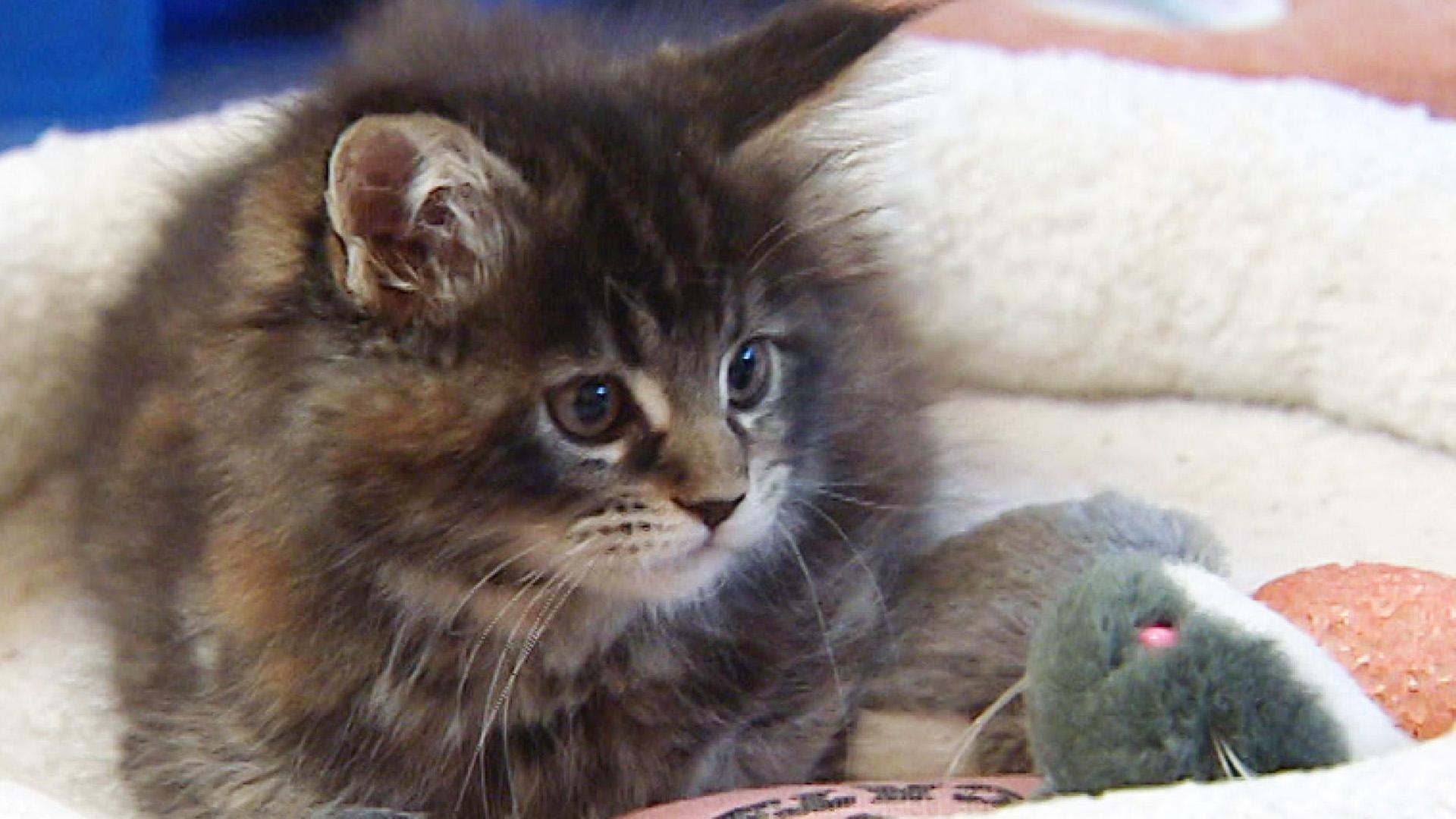 Maine-Coon-Kätzchen im Doppelpack