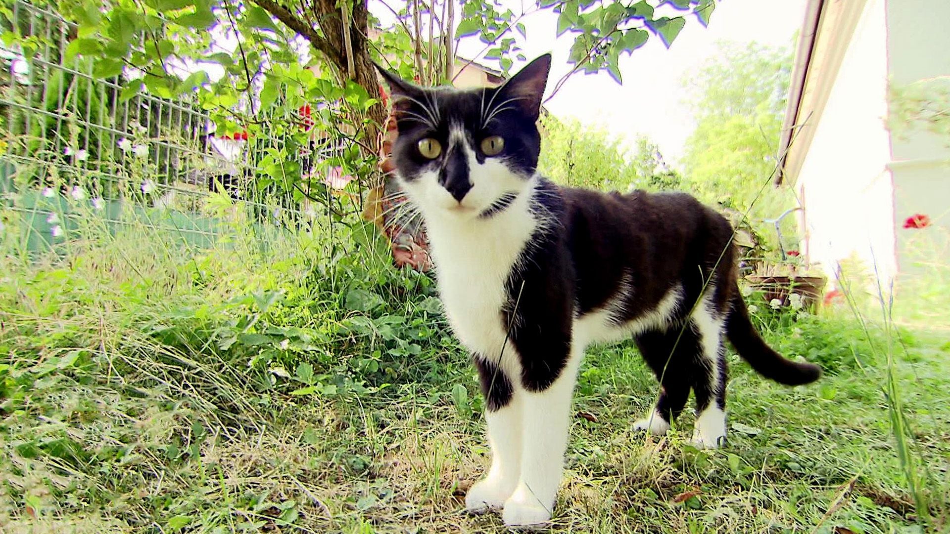 Untergrund-Katze