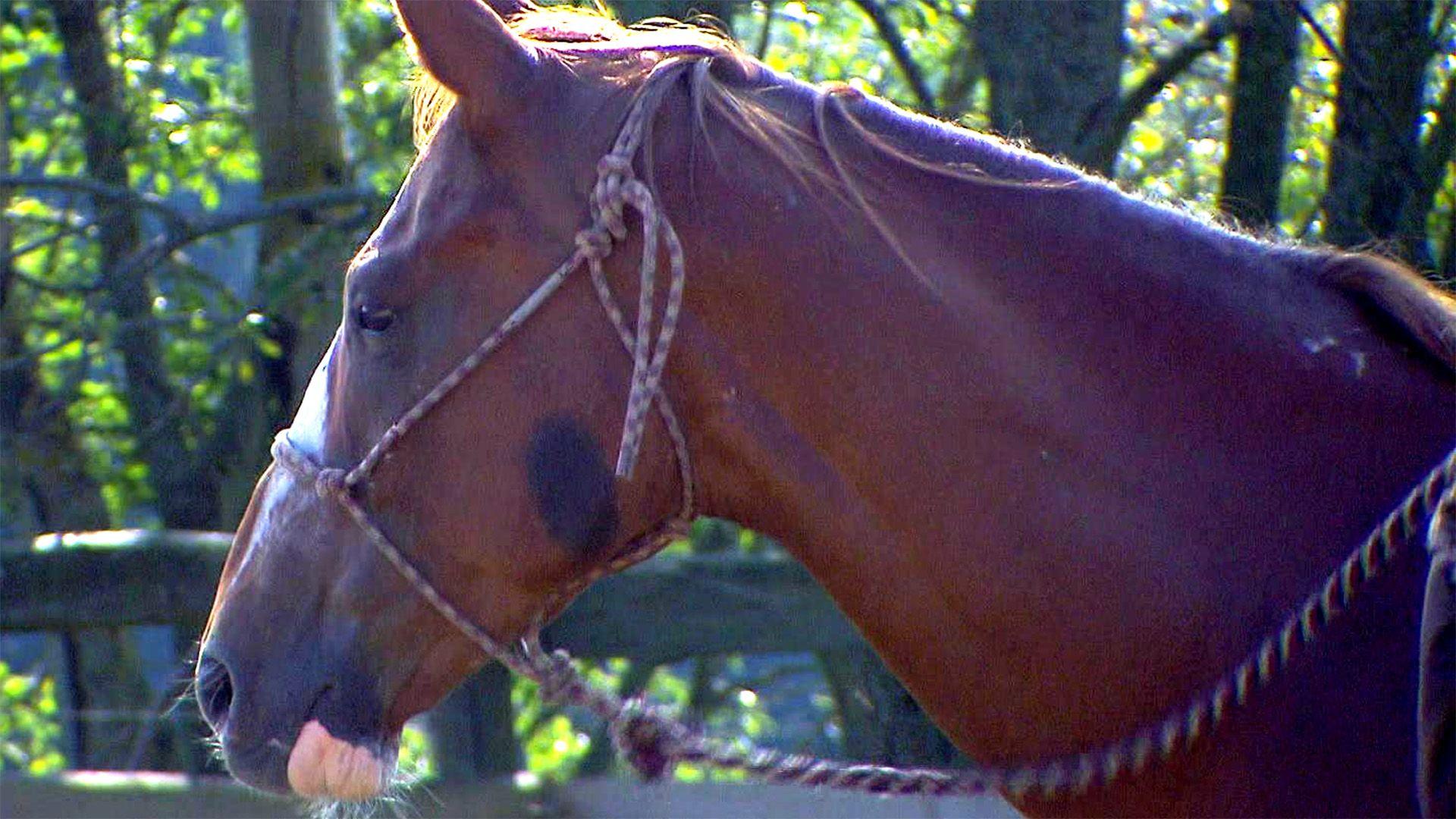 Wallach "Dusty"