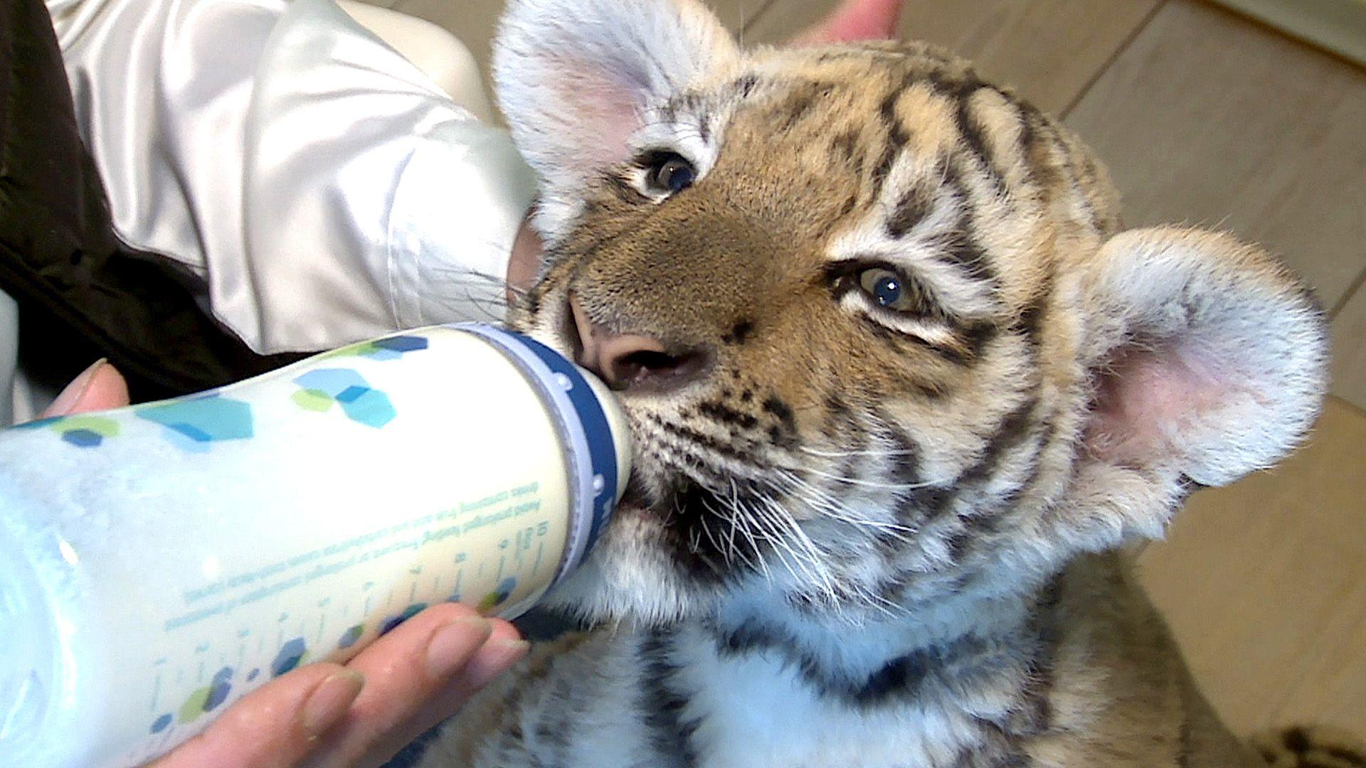 Thema heute u.a.: Tiger im Garten