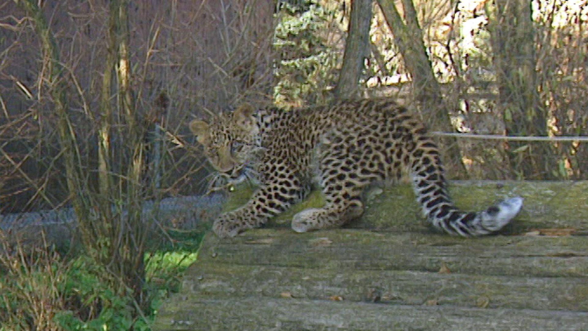 Leopard an der Leine