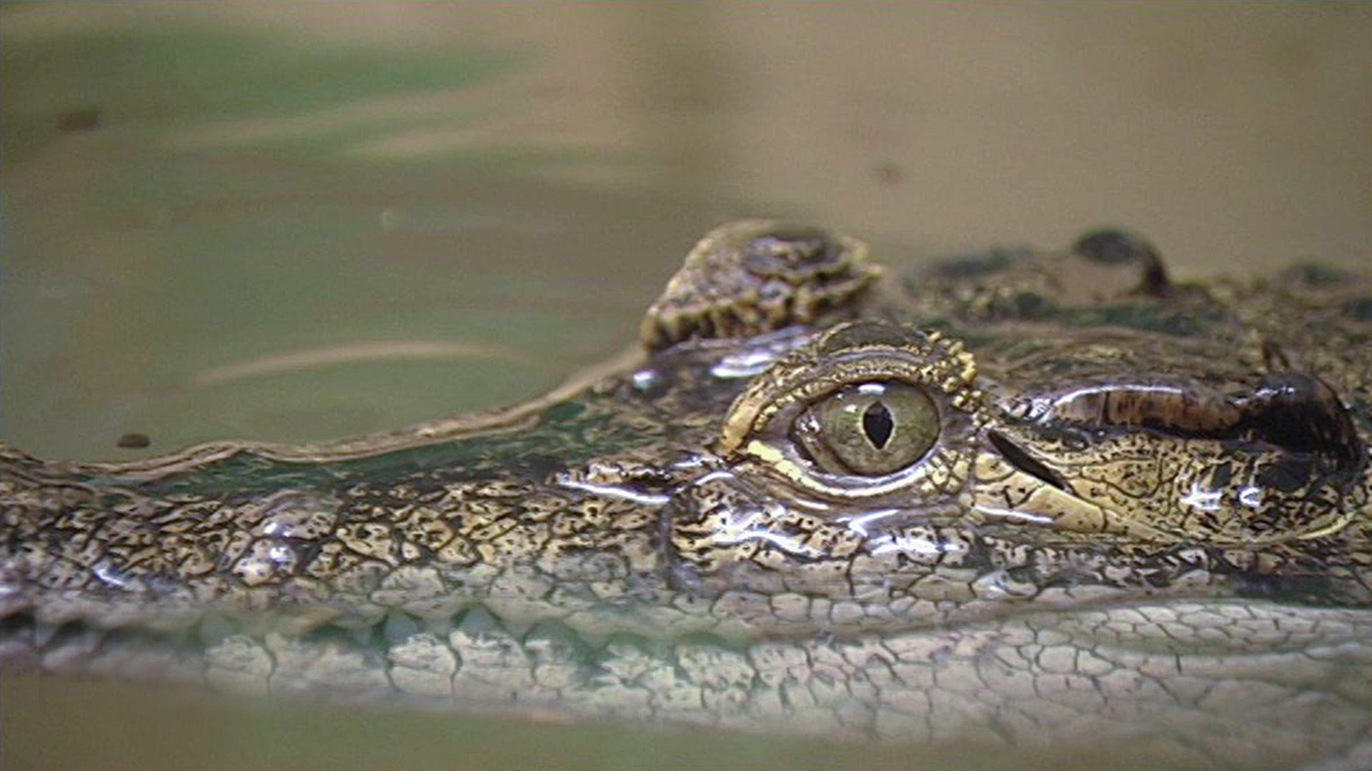 Krokodile auf großer Fahrt
