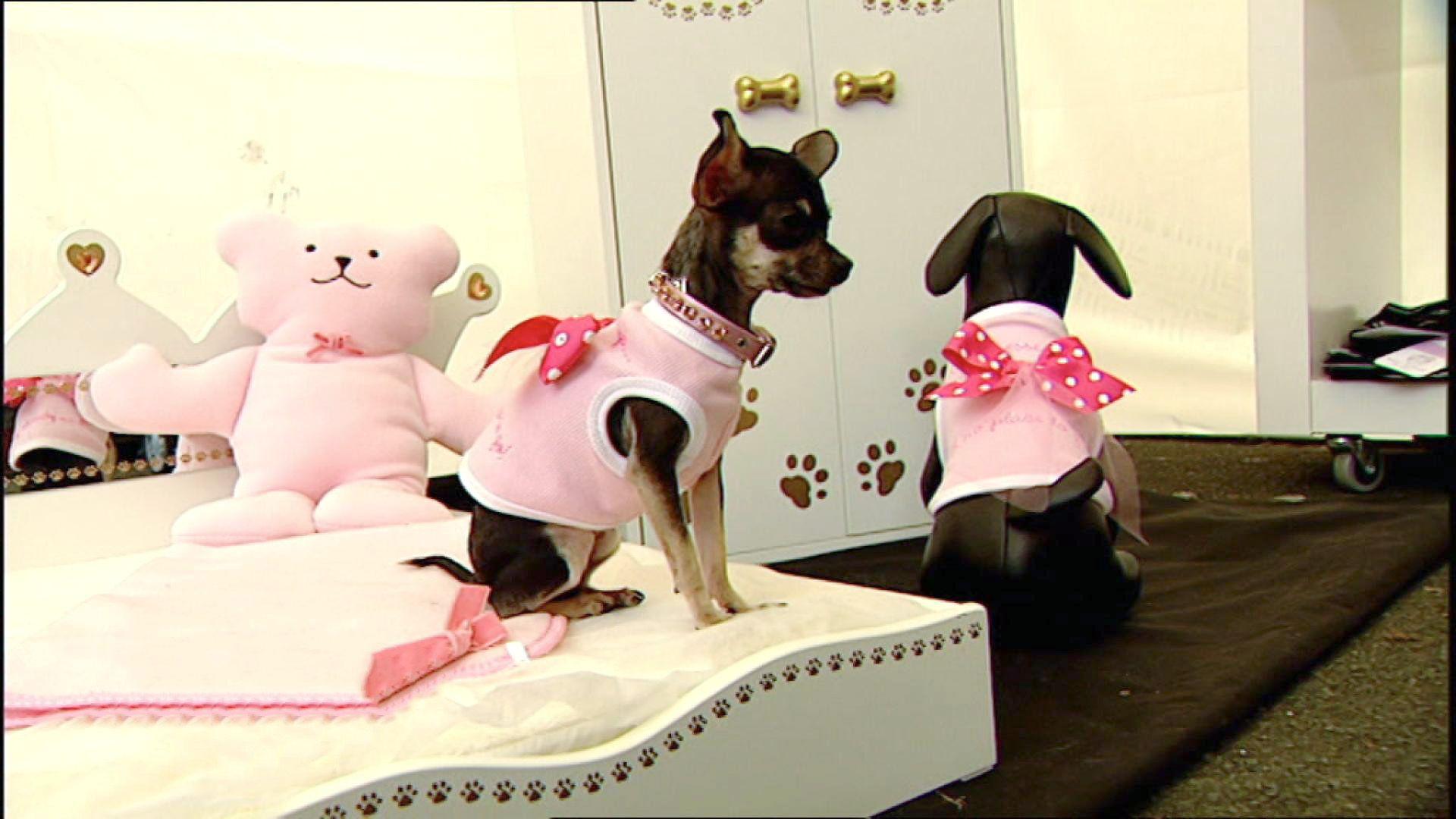 Haute Couture für Tiere