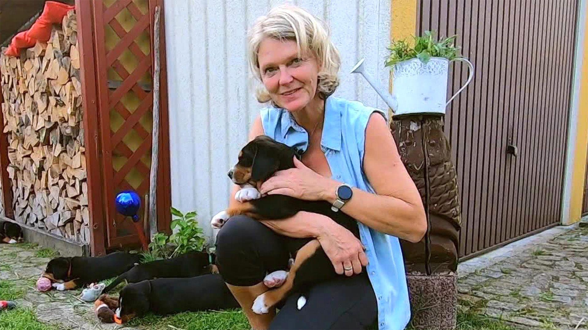 Thema u. a.: Schweizer-Sennenhunde-Welpen