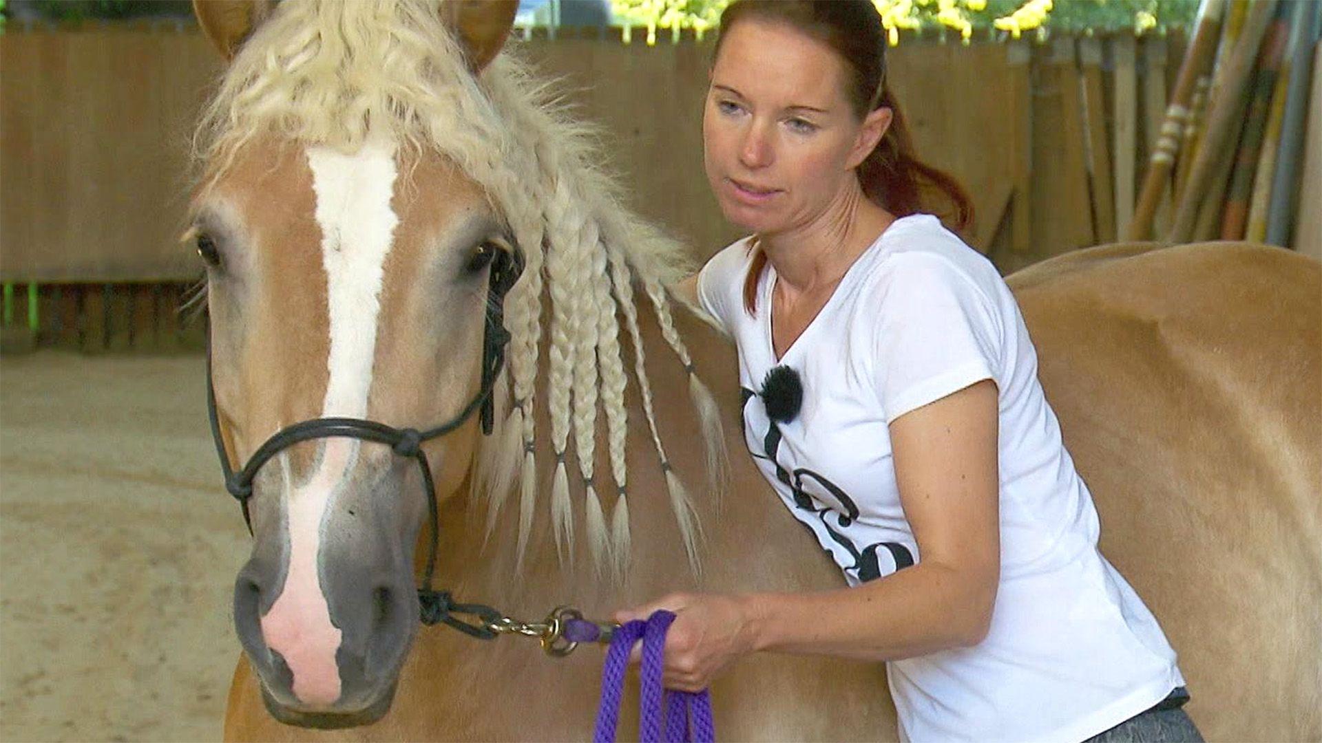 Haflinger Wallach "Sunny" / Wallach "Spirit"