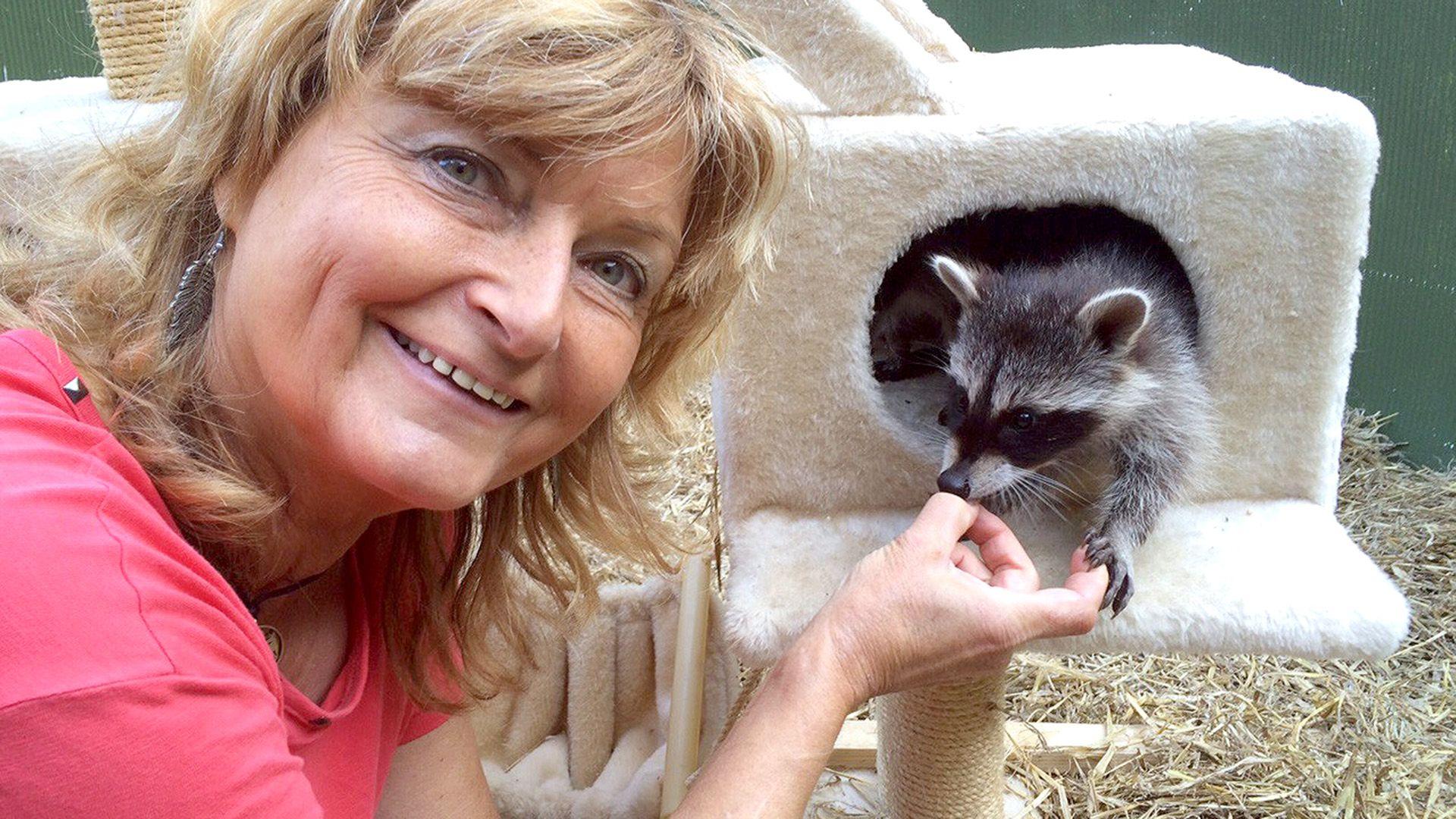 Waschbären-Babys im Viererpack