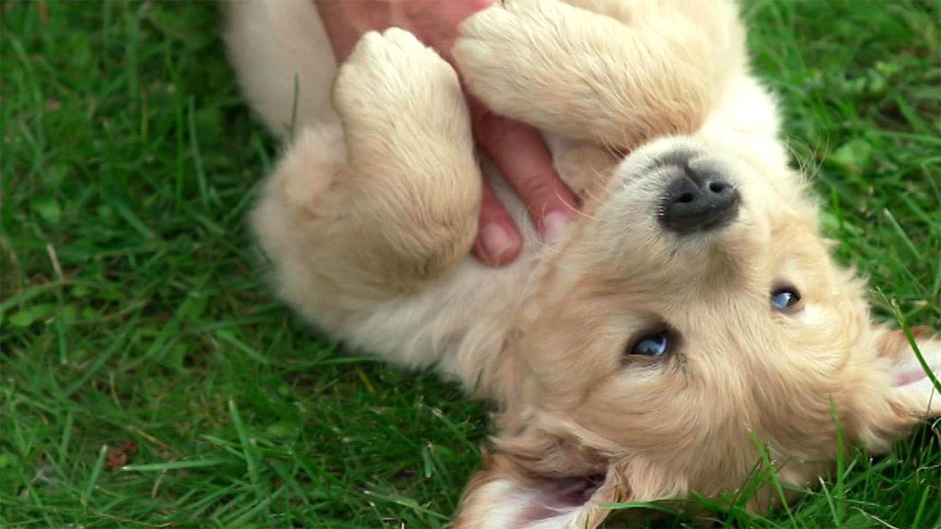 Golden Retriever Welpe zieht nach Dresden