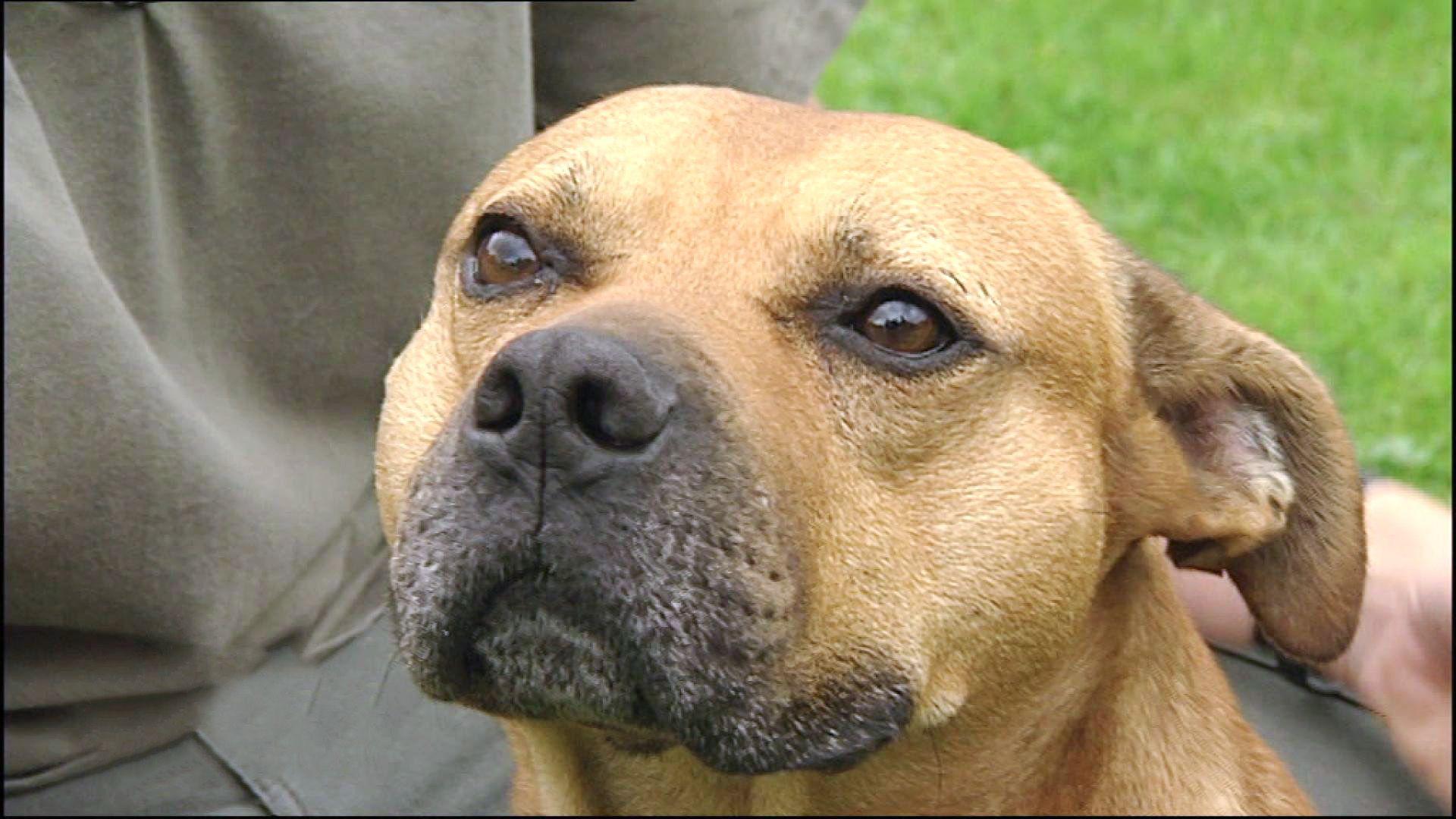 Wesenstest für einen Kampfhund