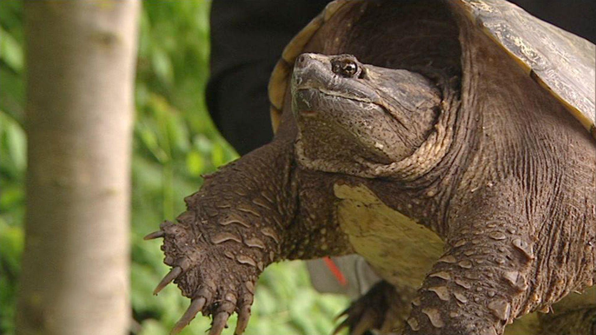 Schnappschildkröten-Alarm am Badesee