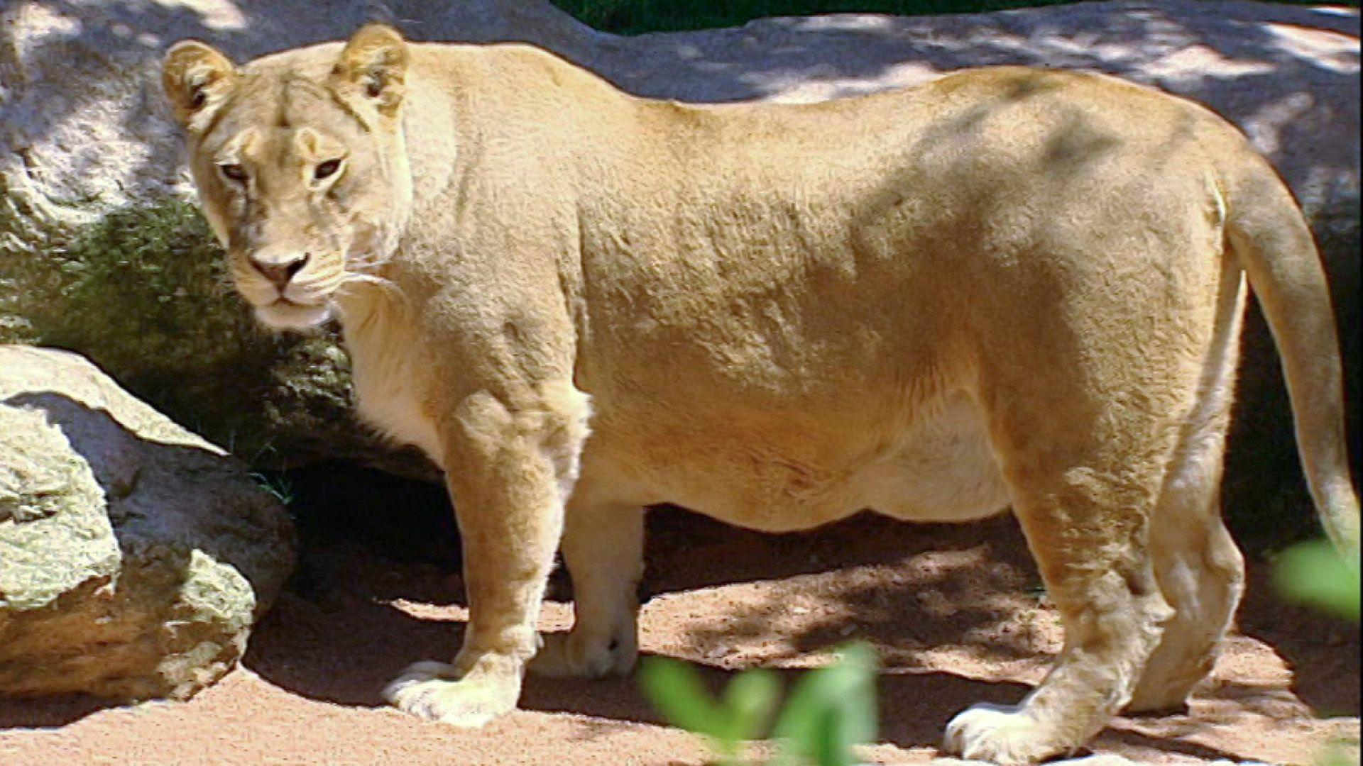 Bioparc Valencia