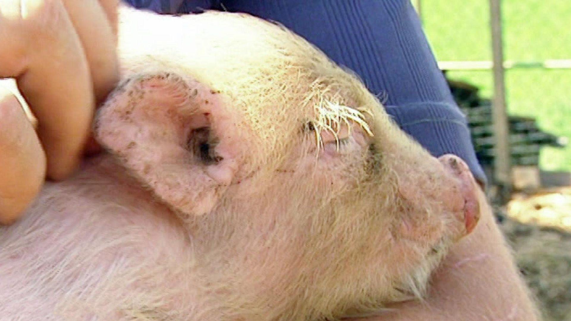 Flaschenferkel hat Schwein!