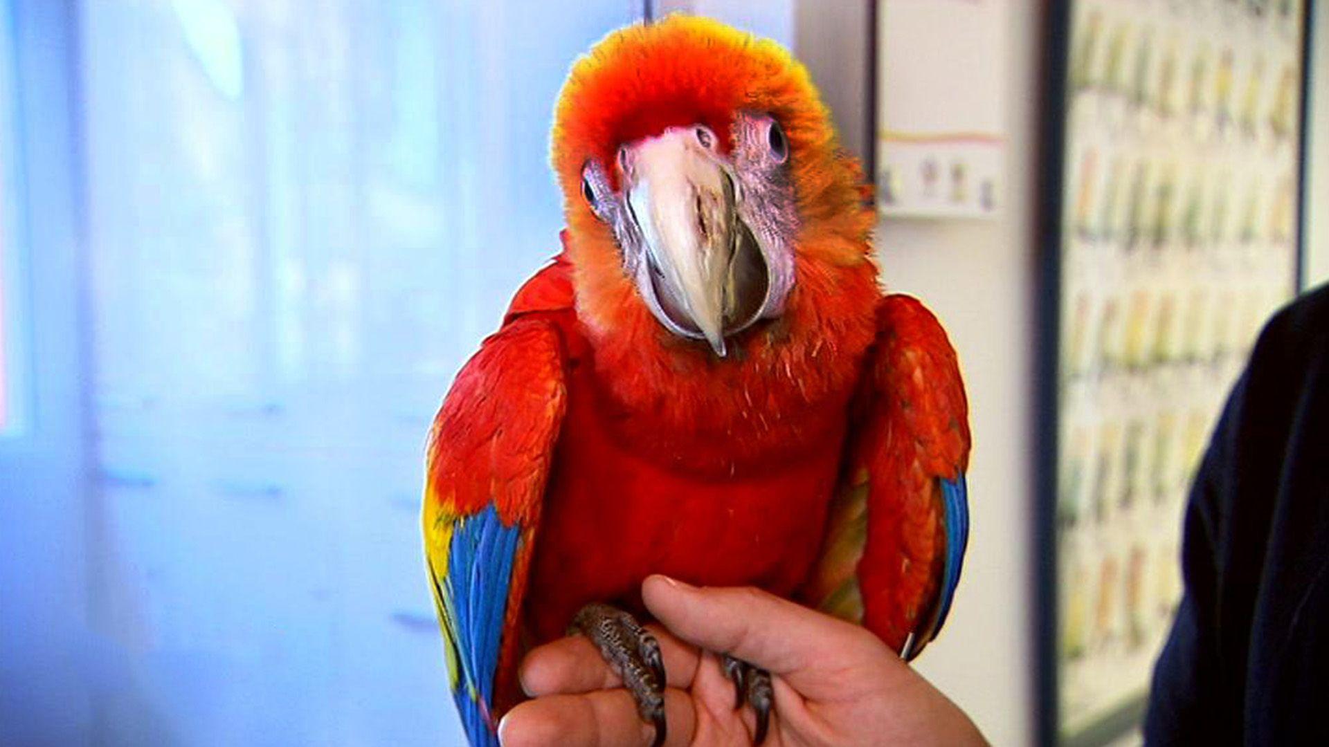 Pechvogel