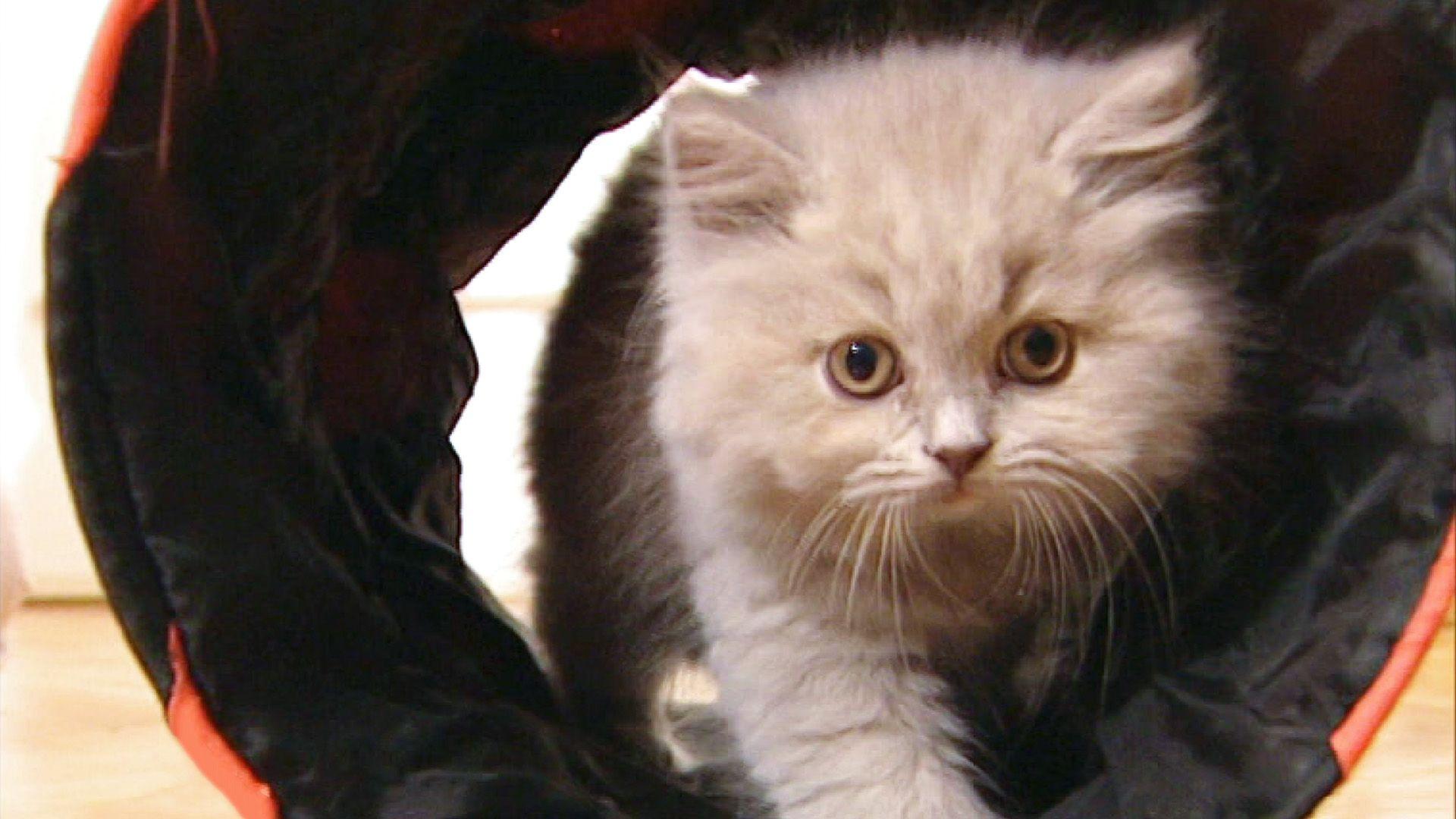 Ein Herz für Katzen