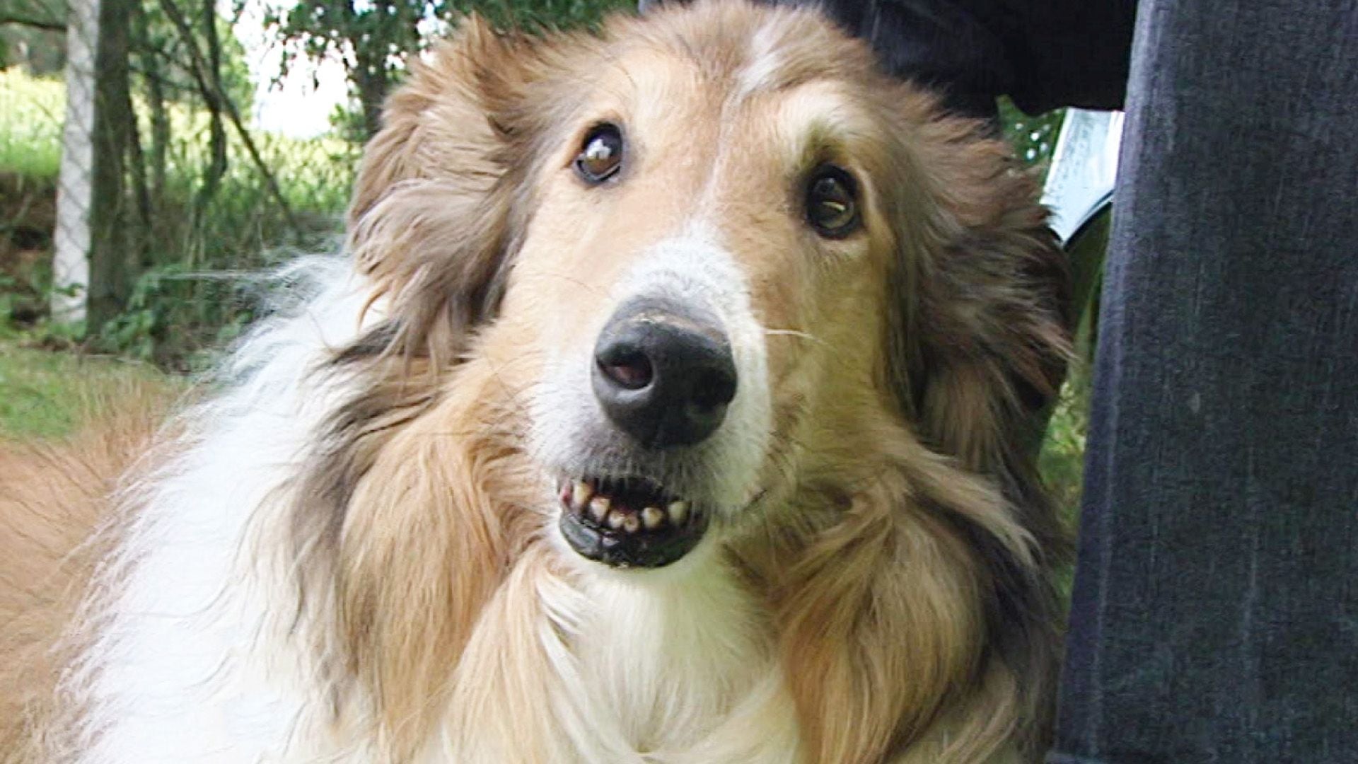Problemhund hausgemacht