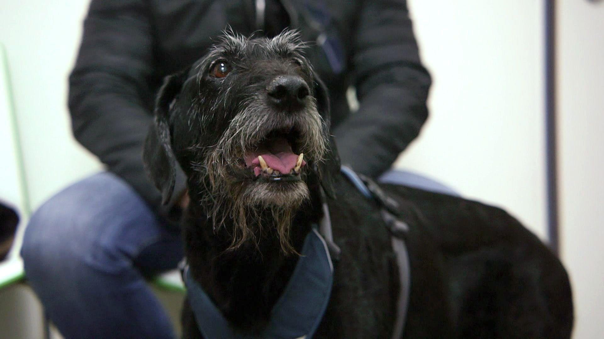 Hat Mischlingshündin "Tilly" Silikonförmchen verschluckt?