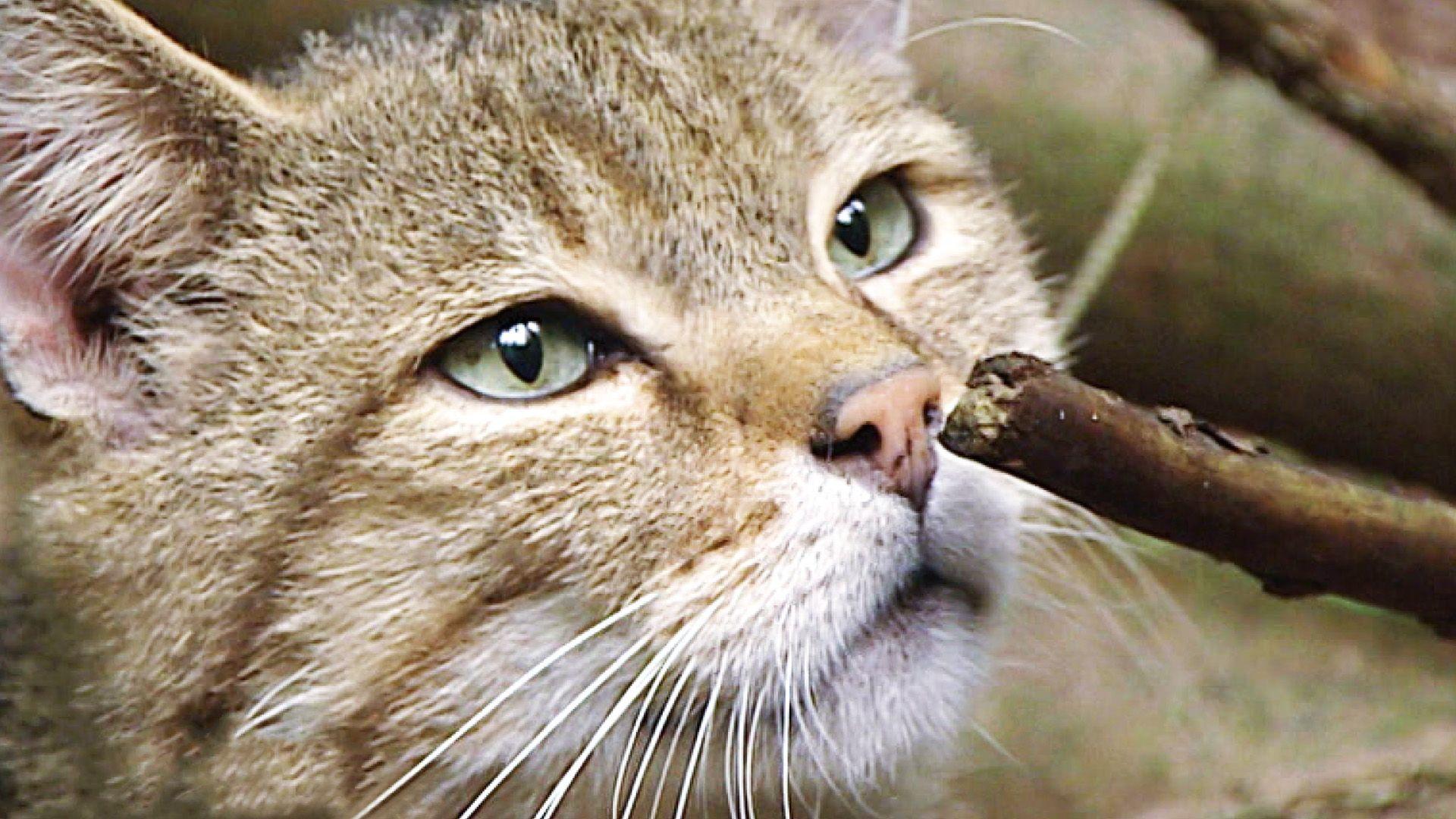 Europäische Wildkatzen