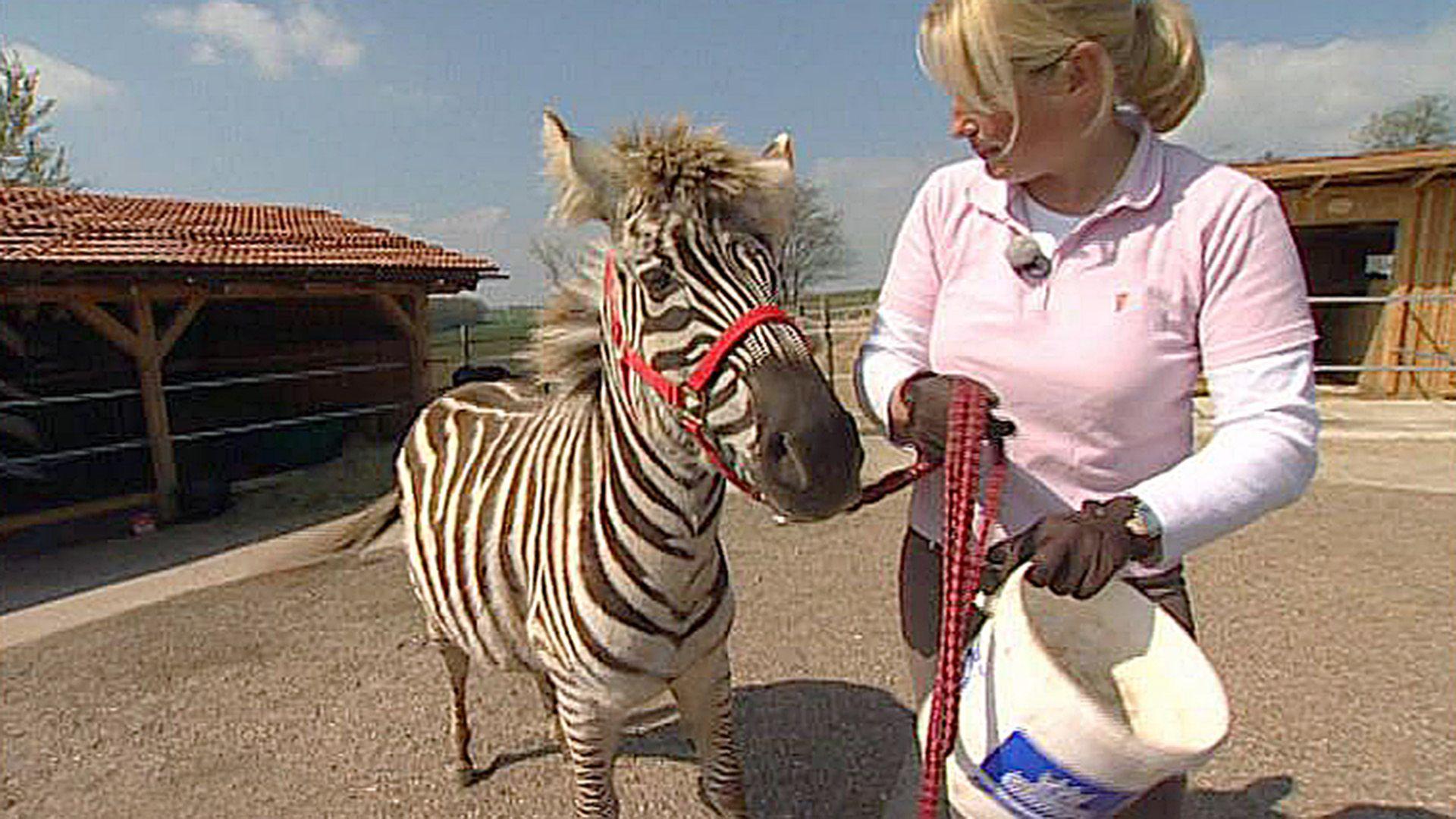 Zebra im Ponyhof