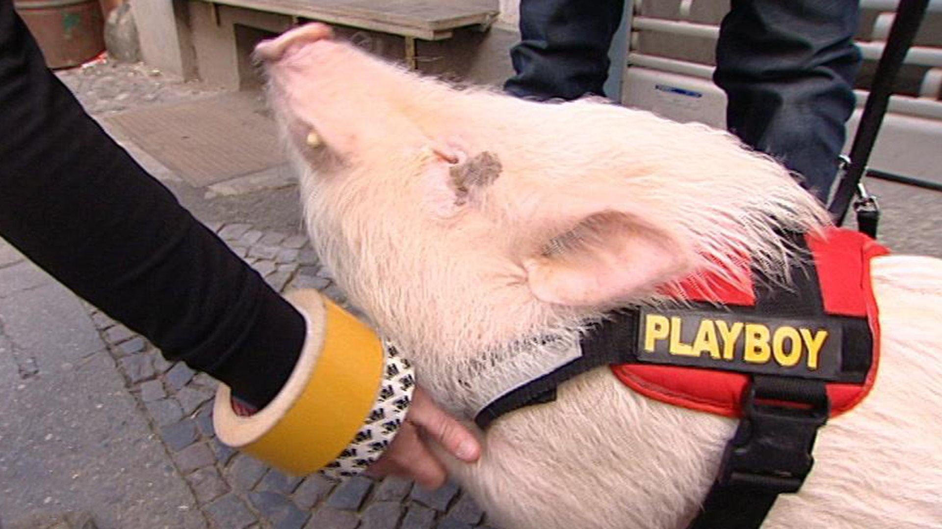 Und Action: Nasenbären und Minischweine beim Film