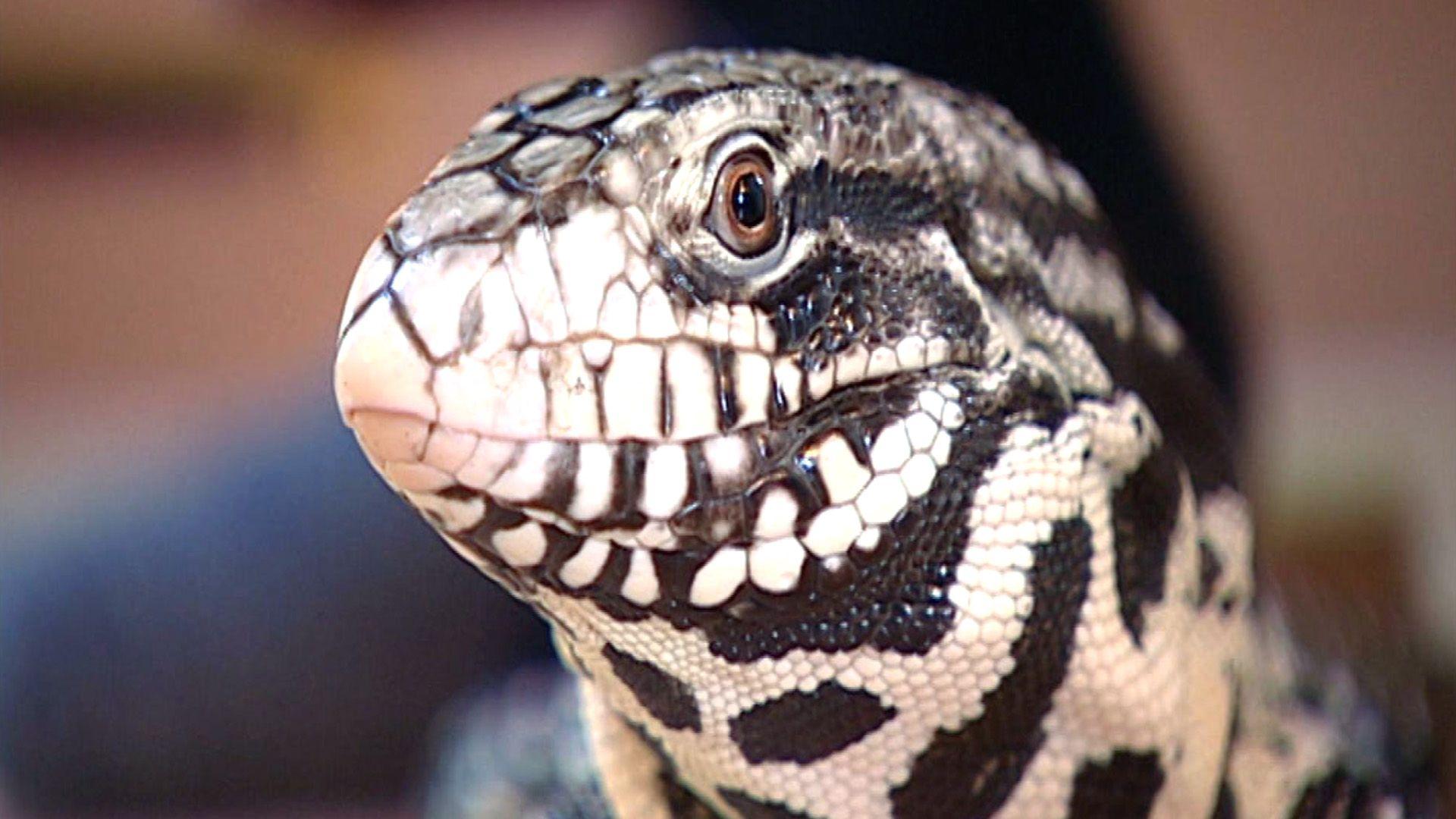 Riesenechsen auf Katzenjagd