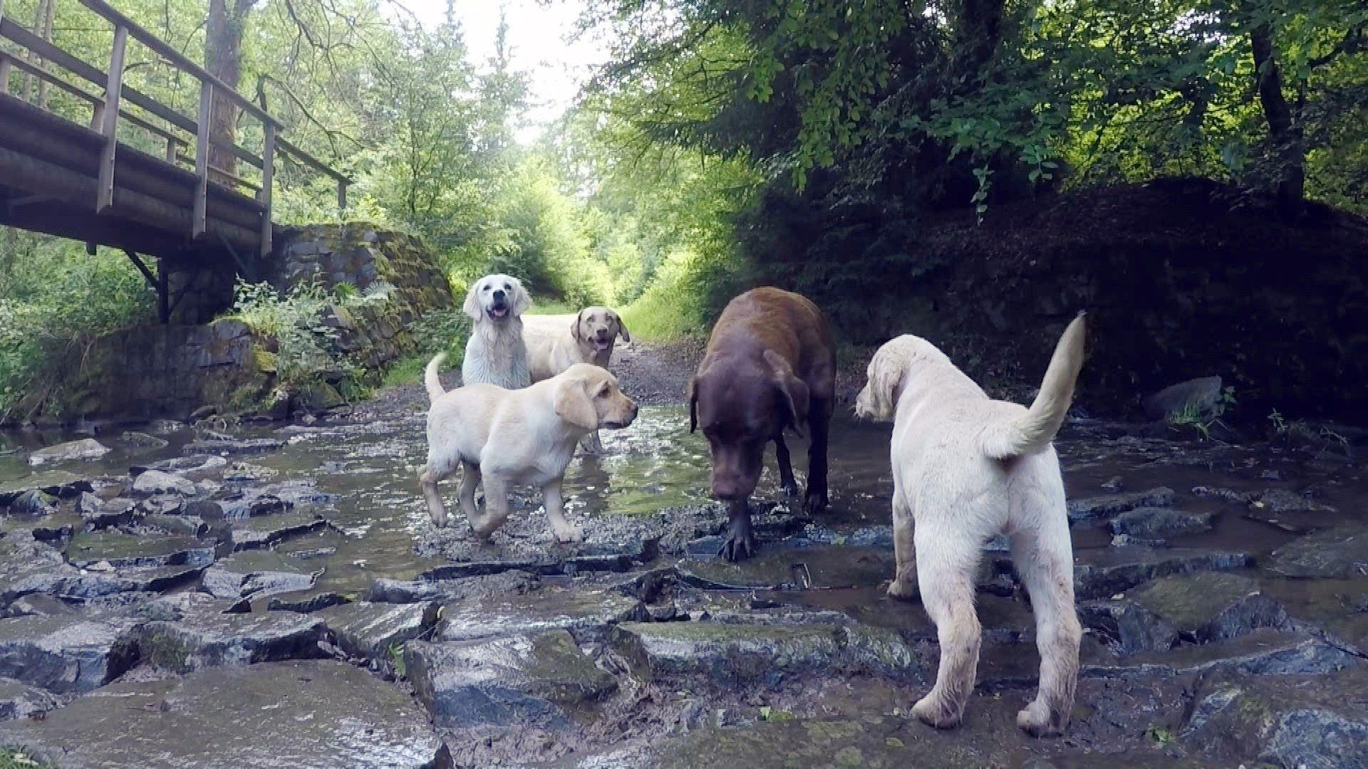 Ein Labrador als Ammenhündin