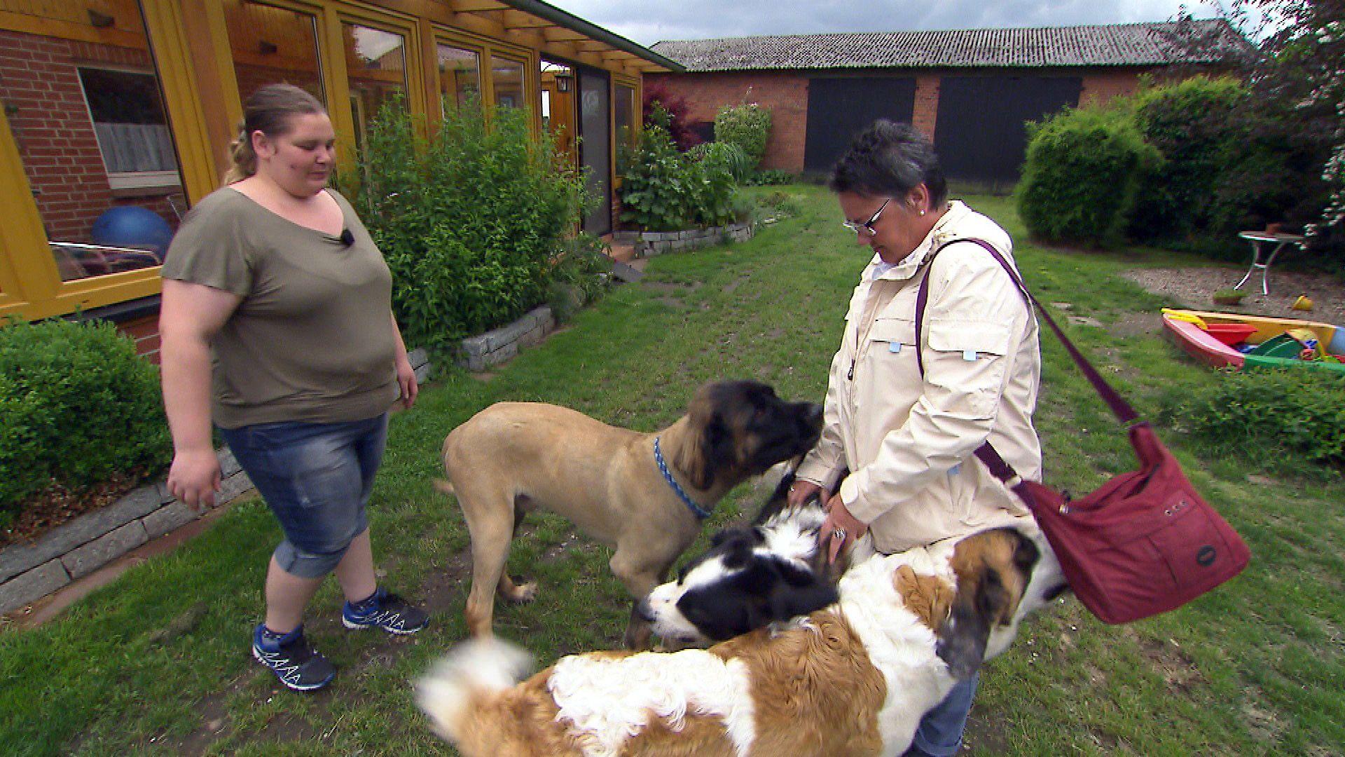 Tinas vs. Carolas Hunde-Rudel
