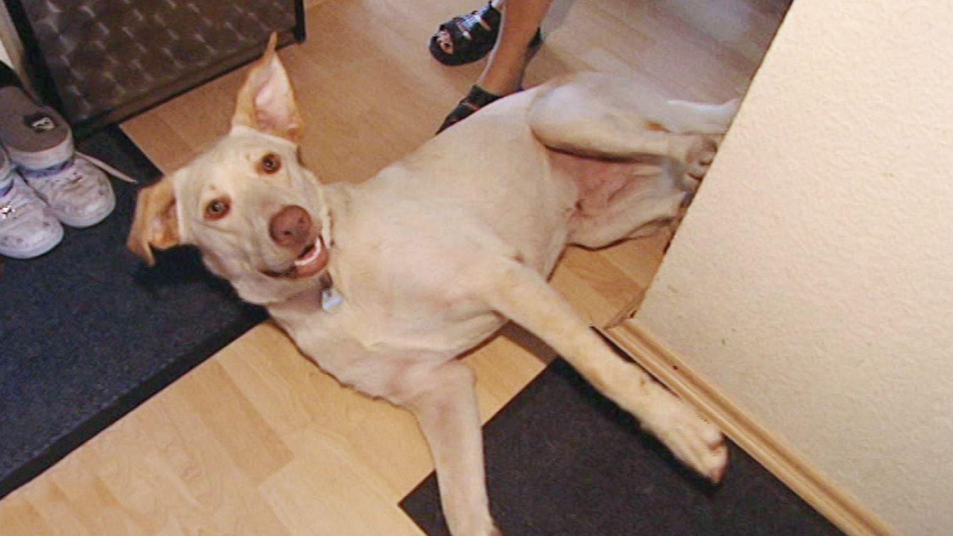 Ein Labrador mit Star­al­lü­ren