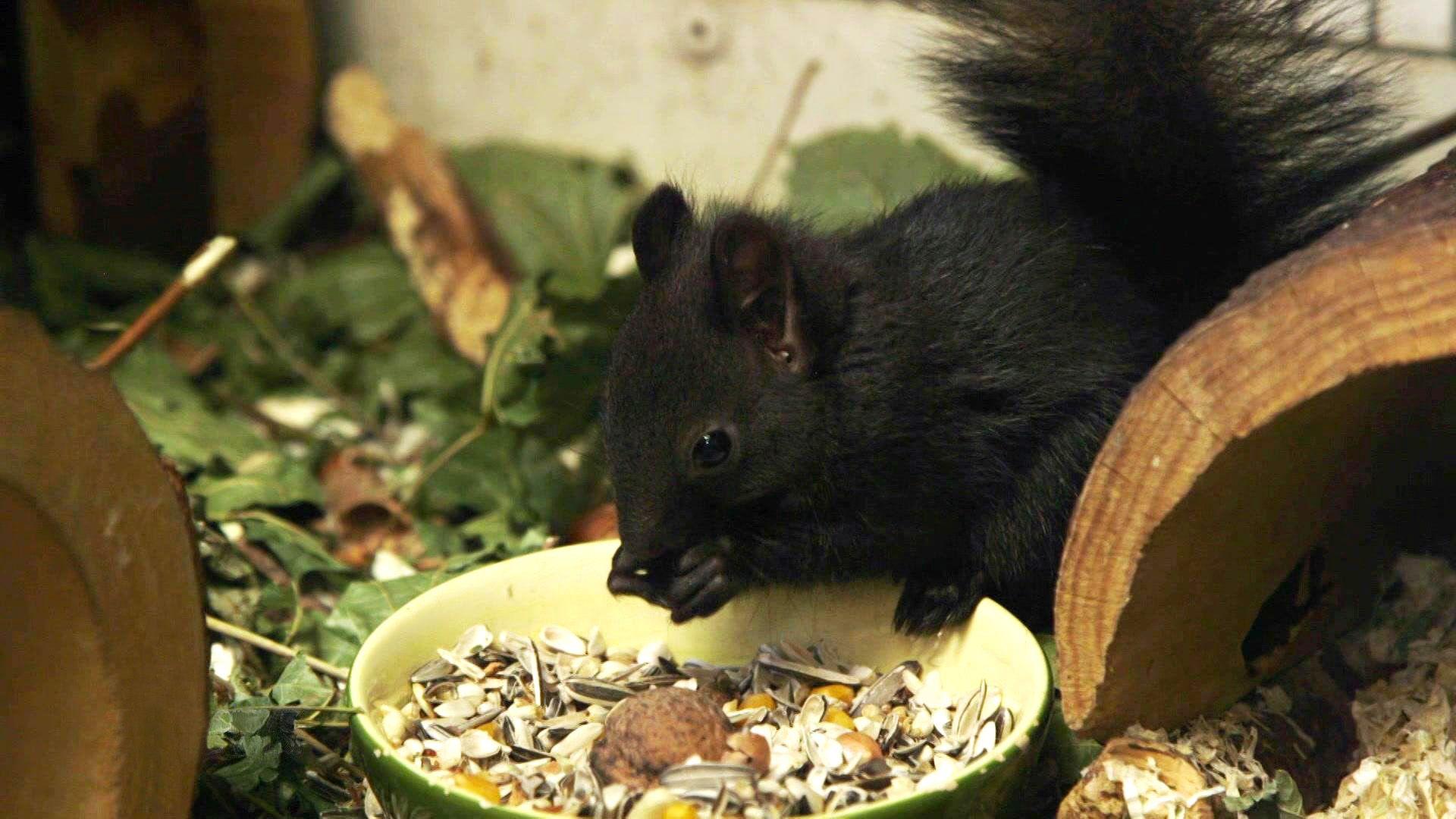 Thema u.a.: Eichhörnchen-Nachwuchs