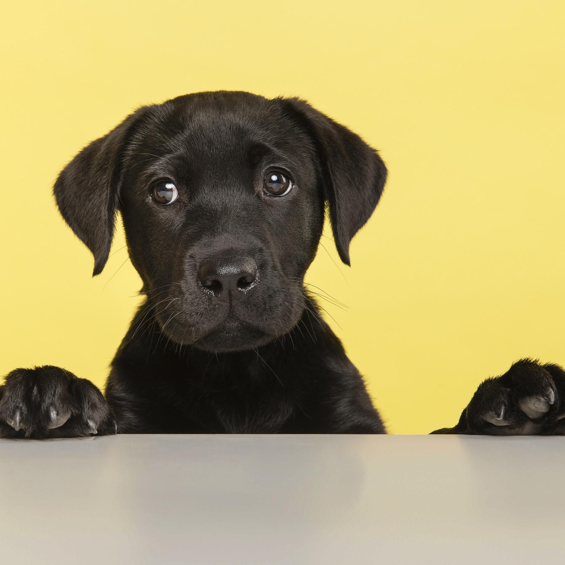 Beste Freunde? Oder warum Donald Trump keinen Hund hat