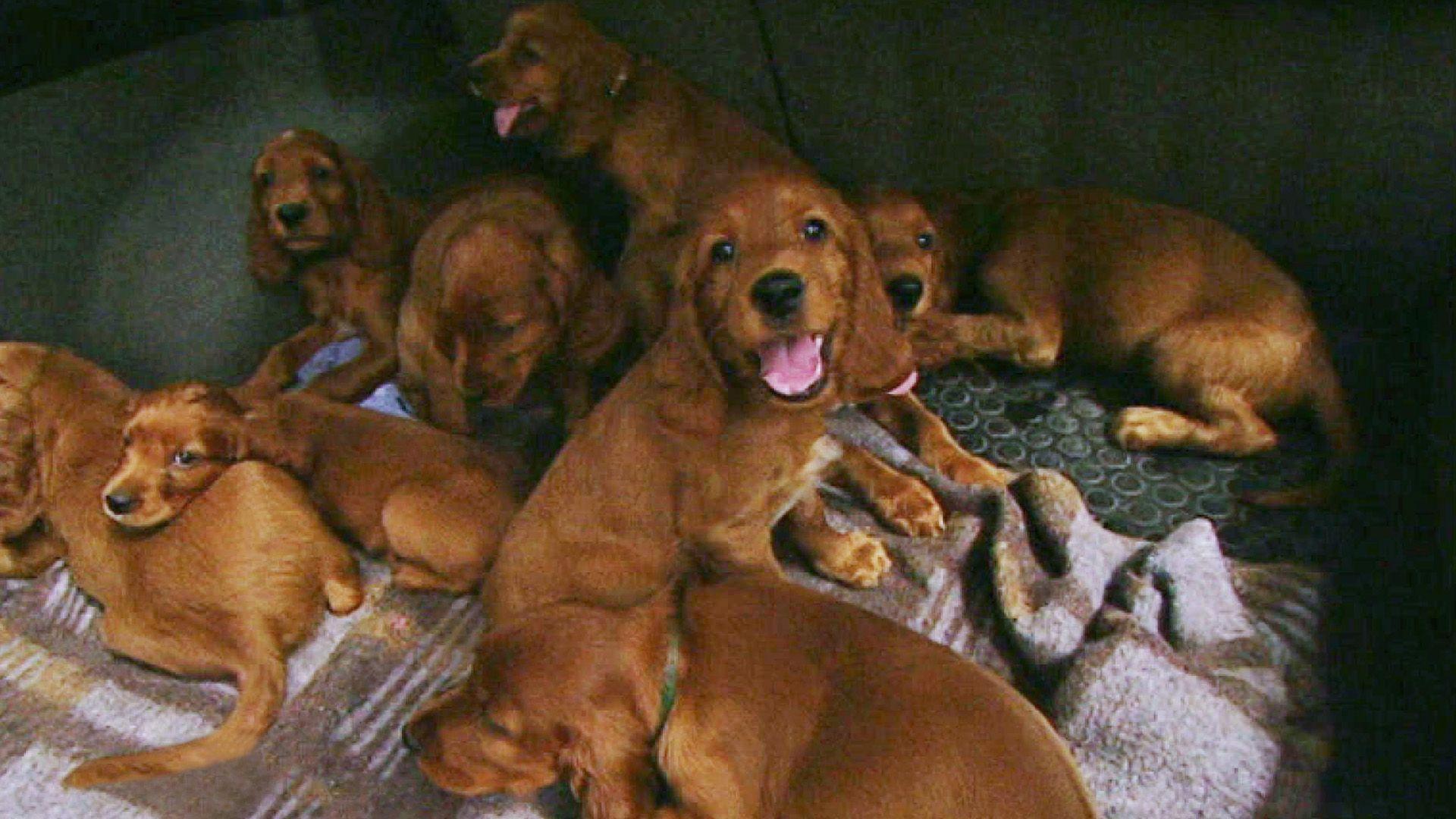 Irish Setter unterwegs