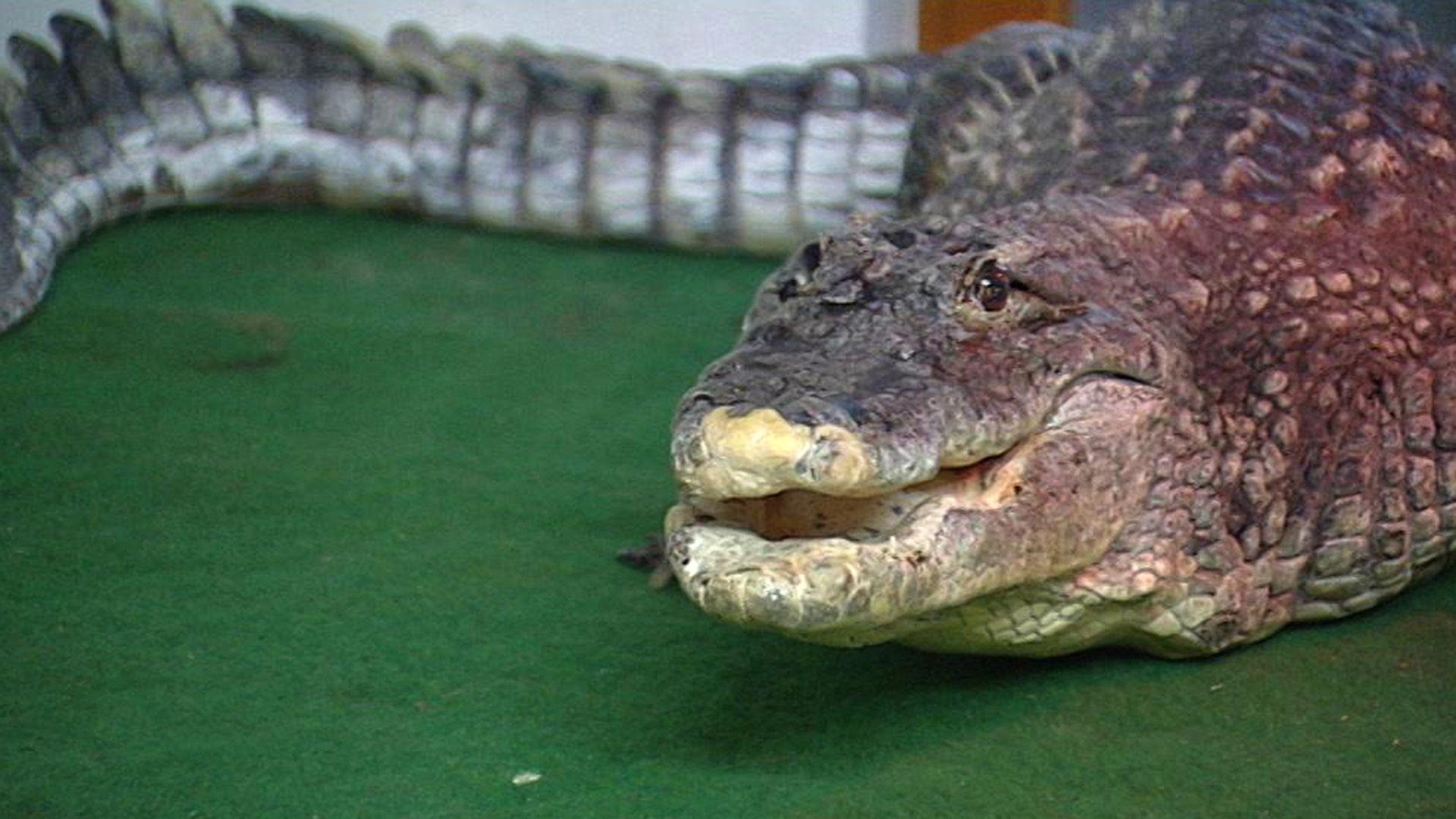 Krokodile auf großer Fahrt