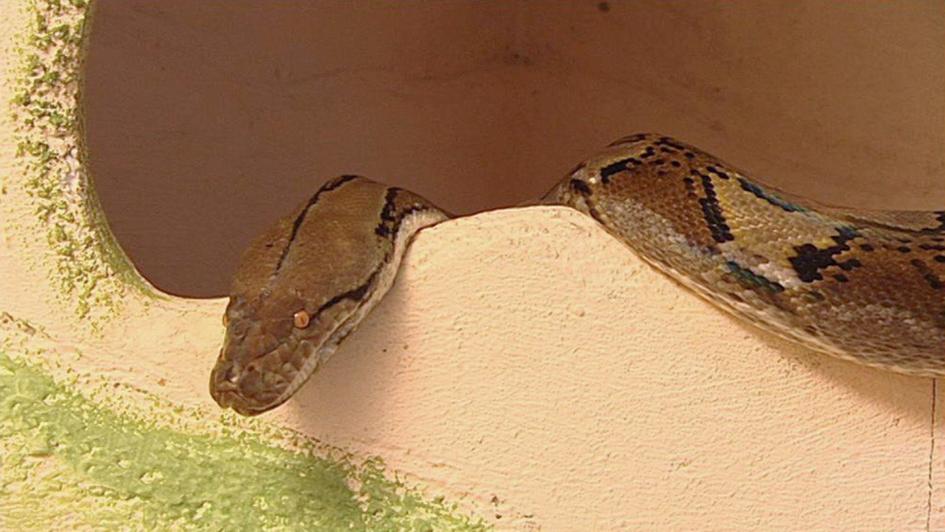 Anakondas im Hobbykeller