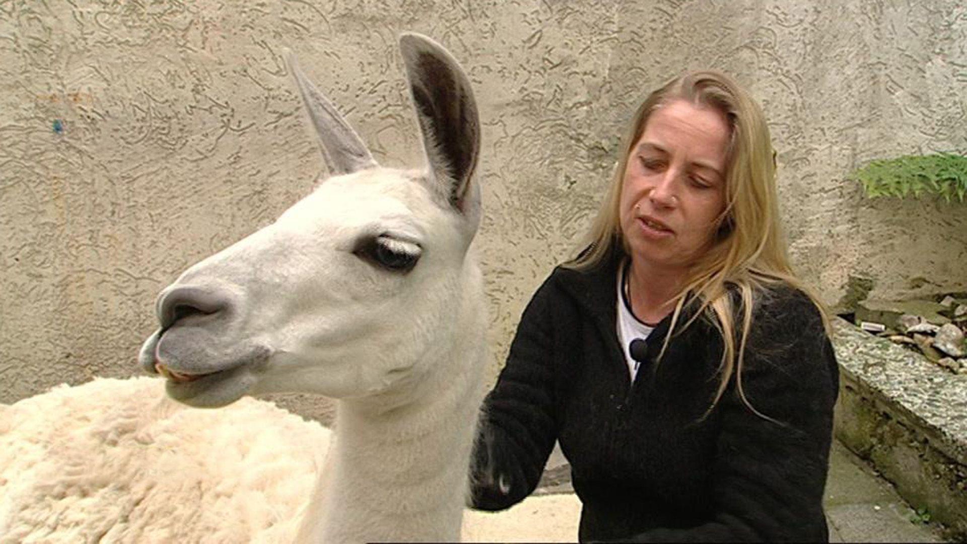 Lama auf drei Beinen