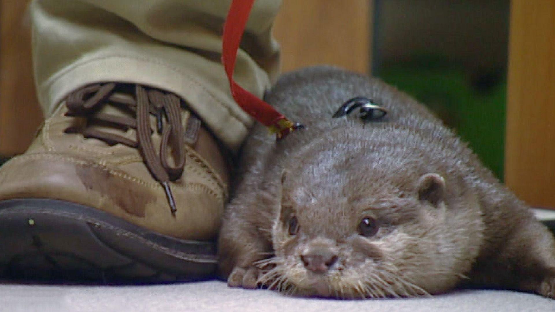 Otter an Bord