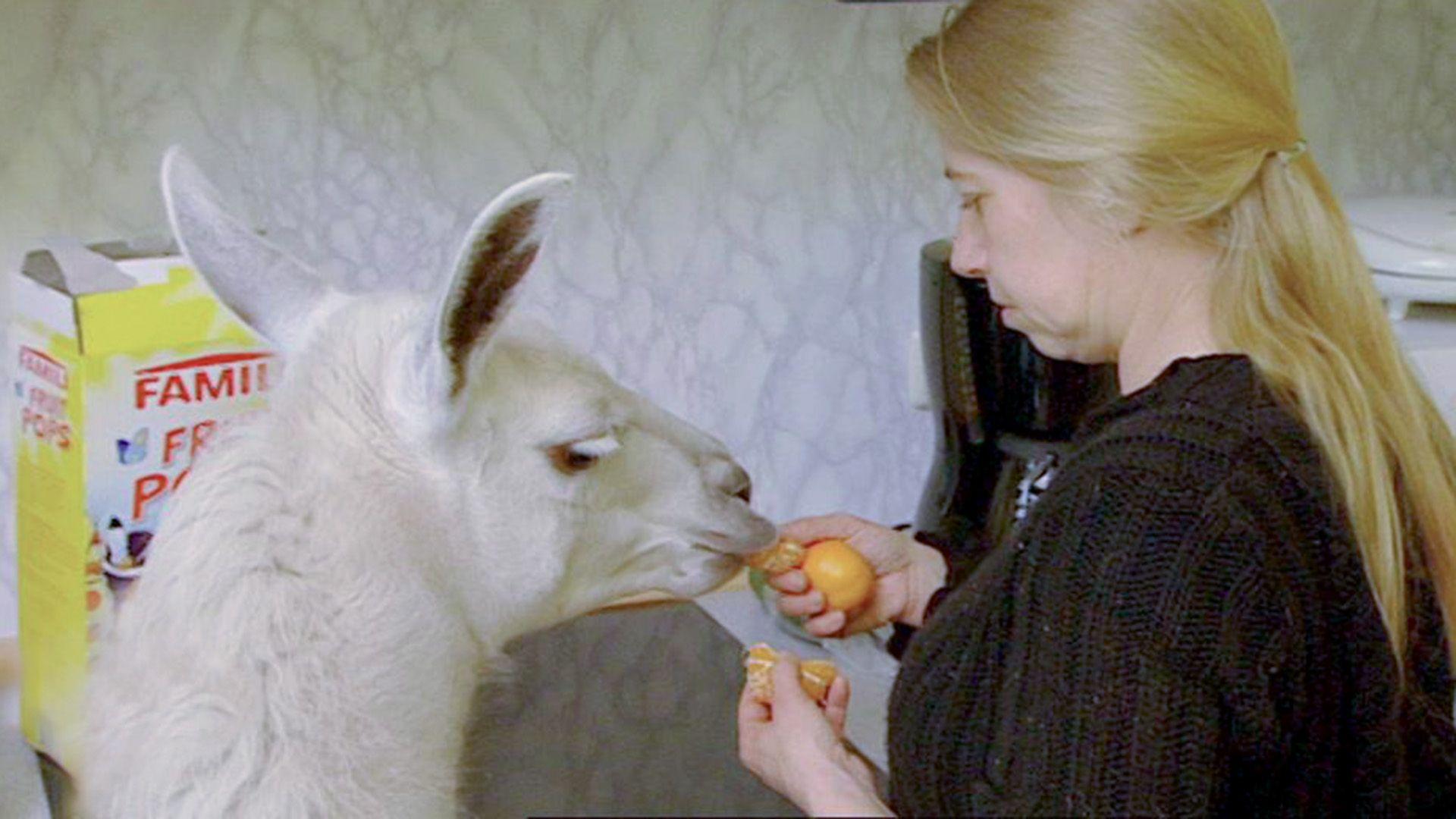 Eine Prothese für Lama "Socke"