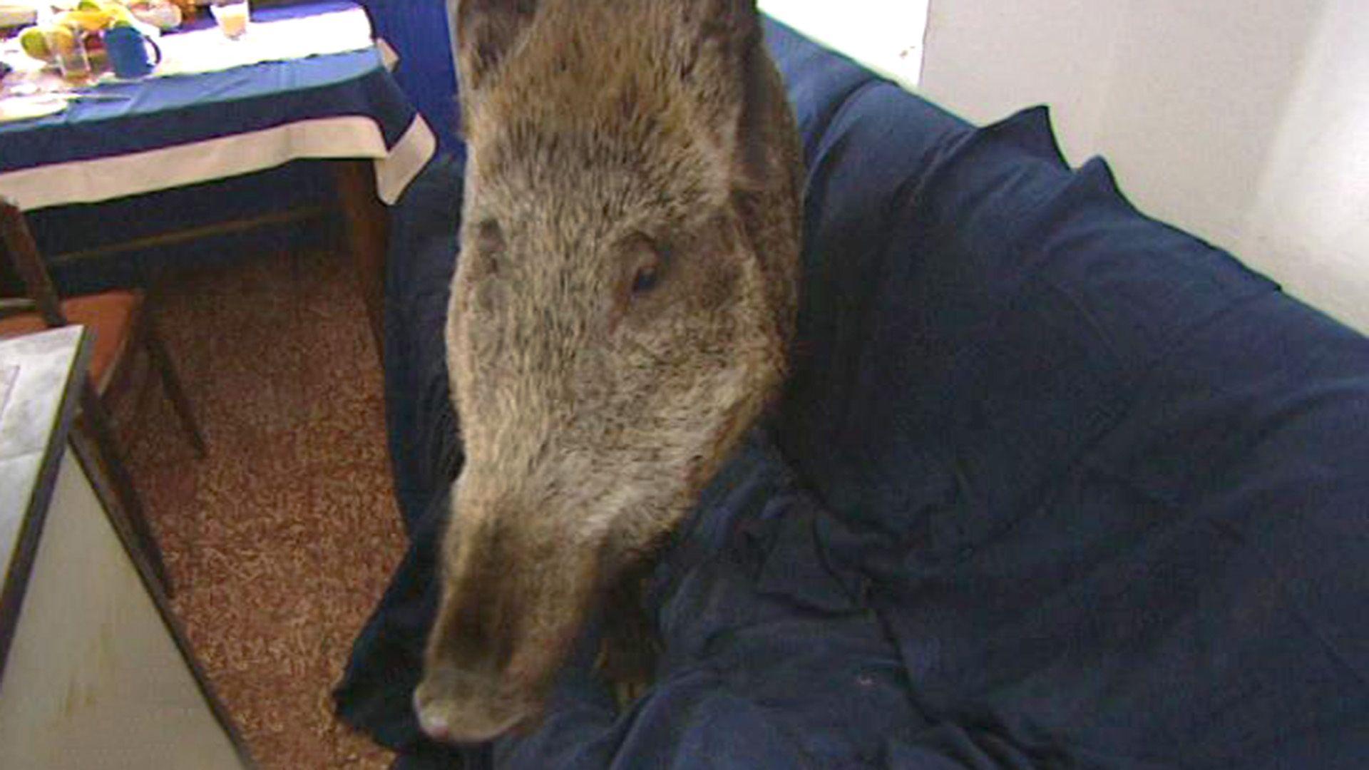 Wildsau auf dem Sofa
