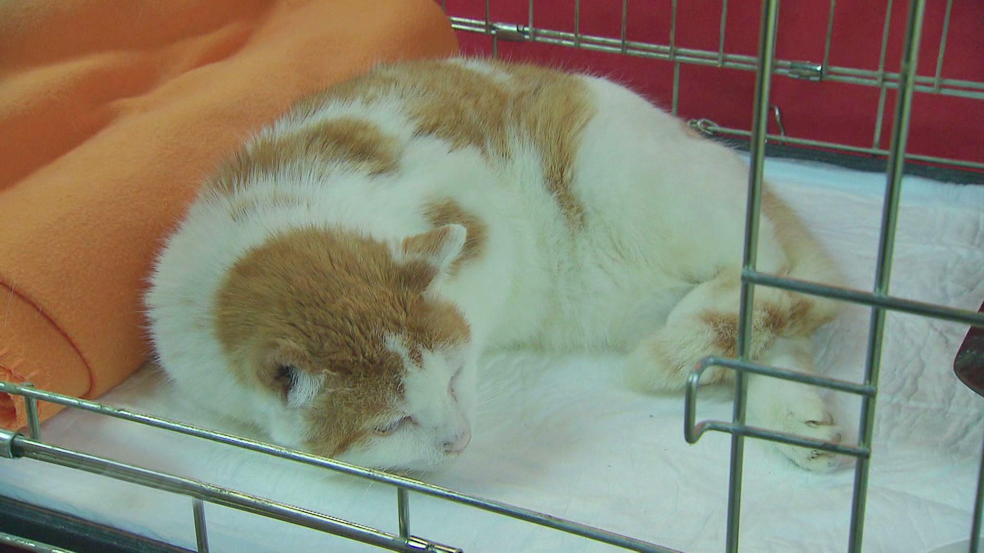 Kater "Dieter" im Tierarztmobil