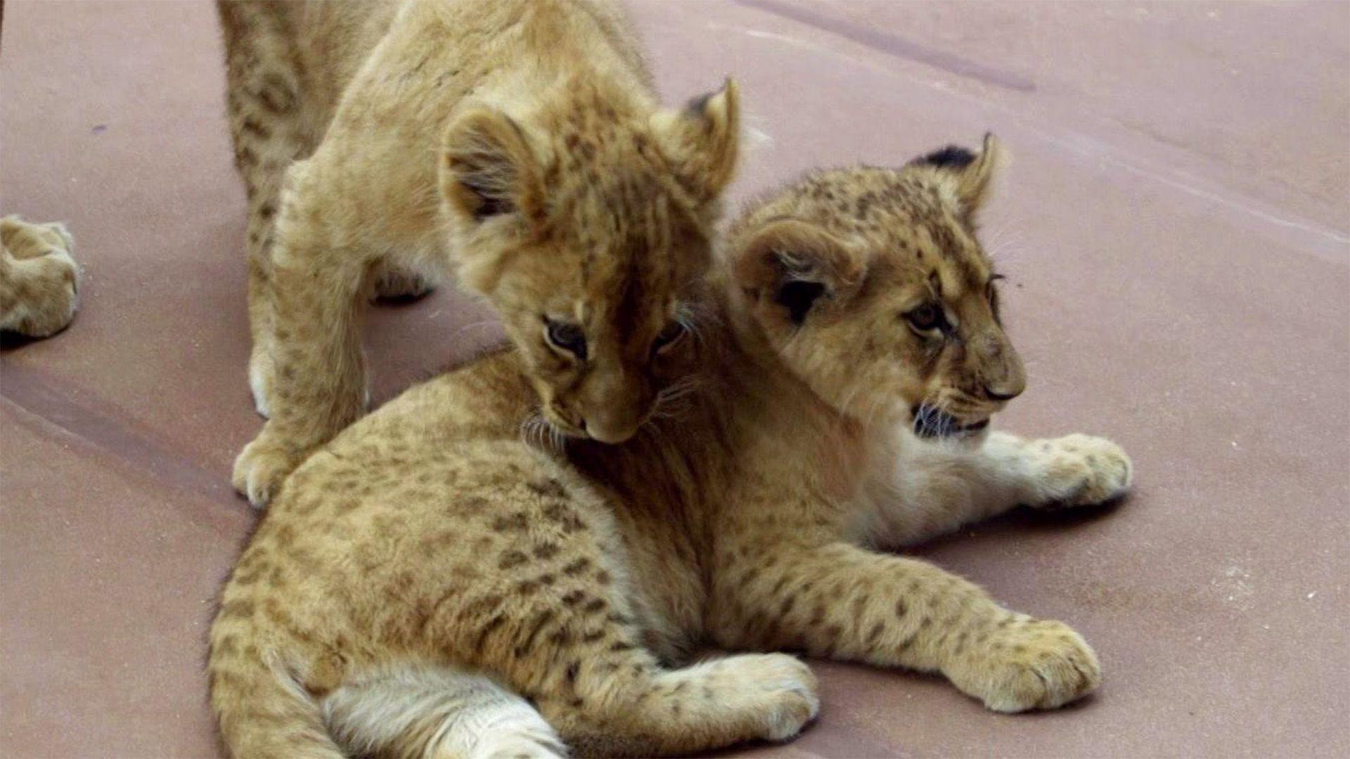 Thema u.a.: Löwennachwuchs im Erfurter Zoo