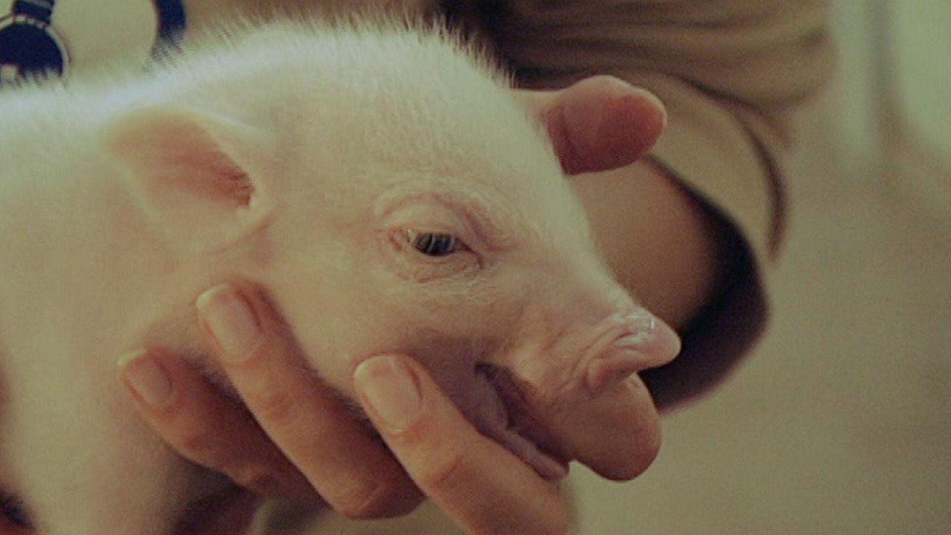 Schweine-Närrin